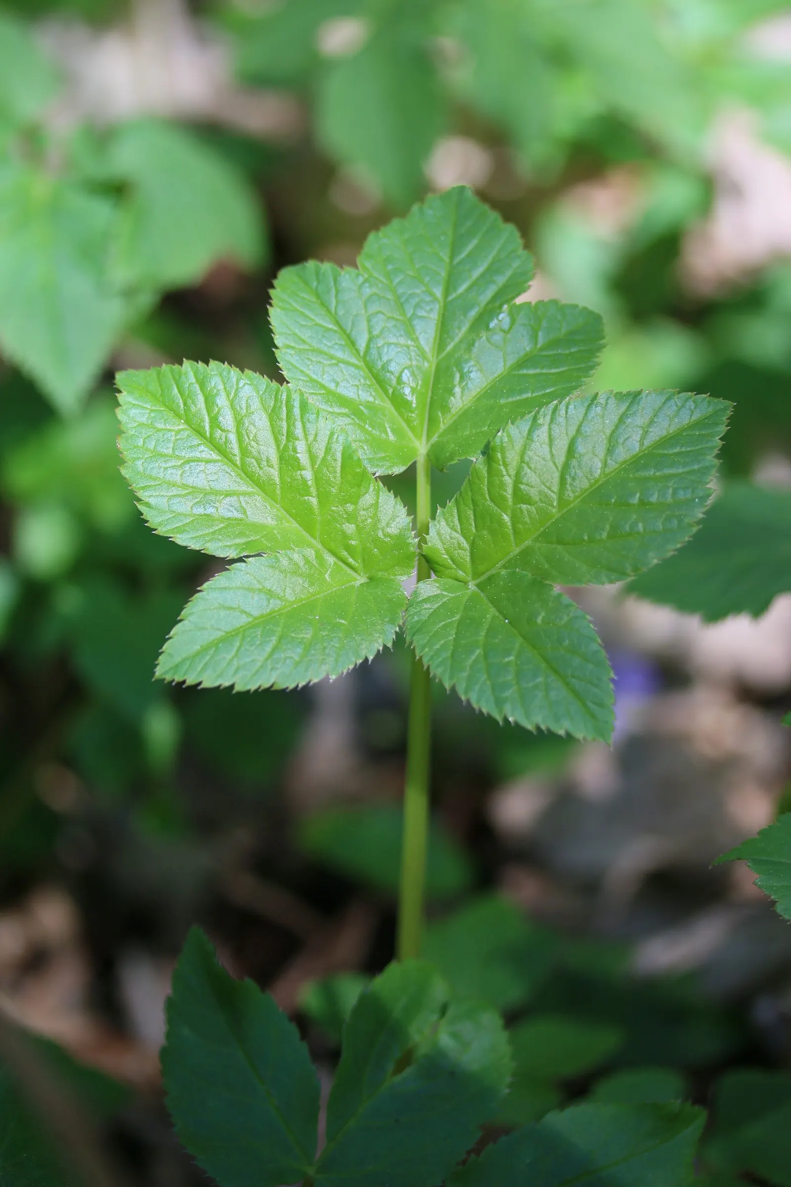 Bishop's Wort (Stachys Officinalis) — set against whorls of foliage