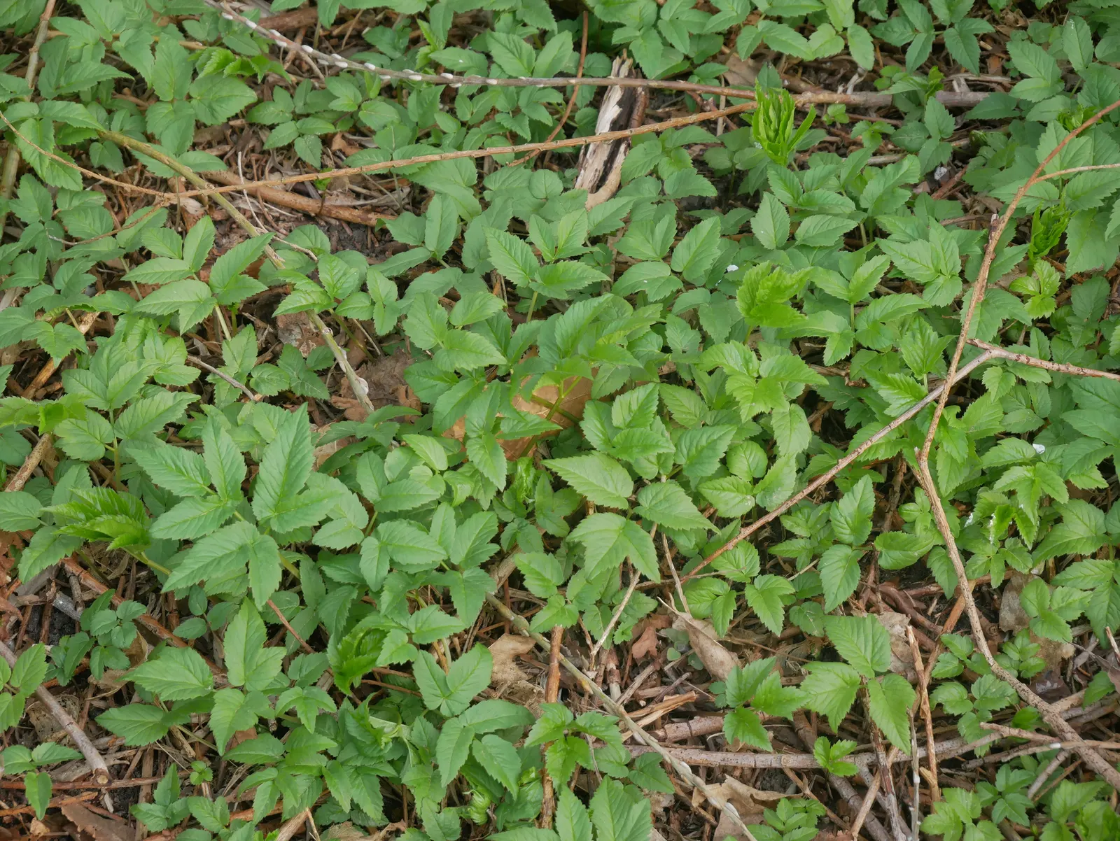 Bishop's Wort (Stachys Officinalis) — withstanding temperatures well below freezing.<br><br>For the landscape designer