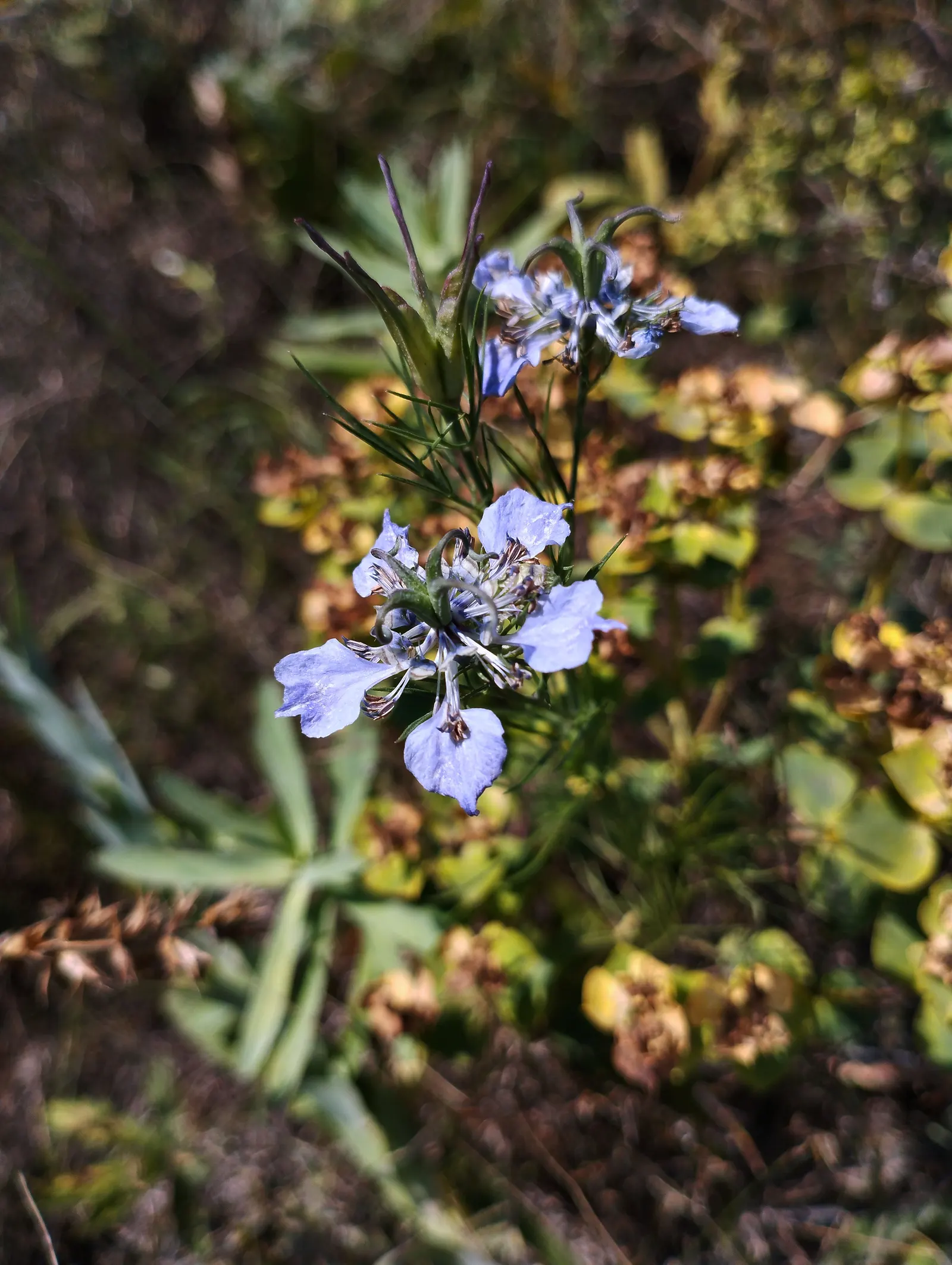 Bishop's Wort (Stachys Officinalis) — is a perennial herb that offers both aesthetic charm and historical medicinal uses