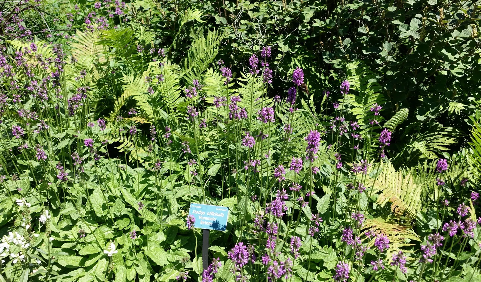 Bishop's Wort (Stachys Officinalis) — commonly referred to as Bishop's Wort or Betony; withstanding temperatures well below freezing.<br><br>For, image 101
