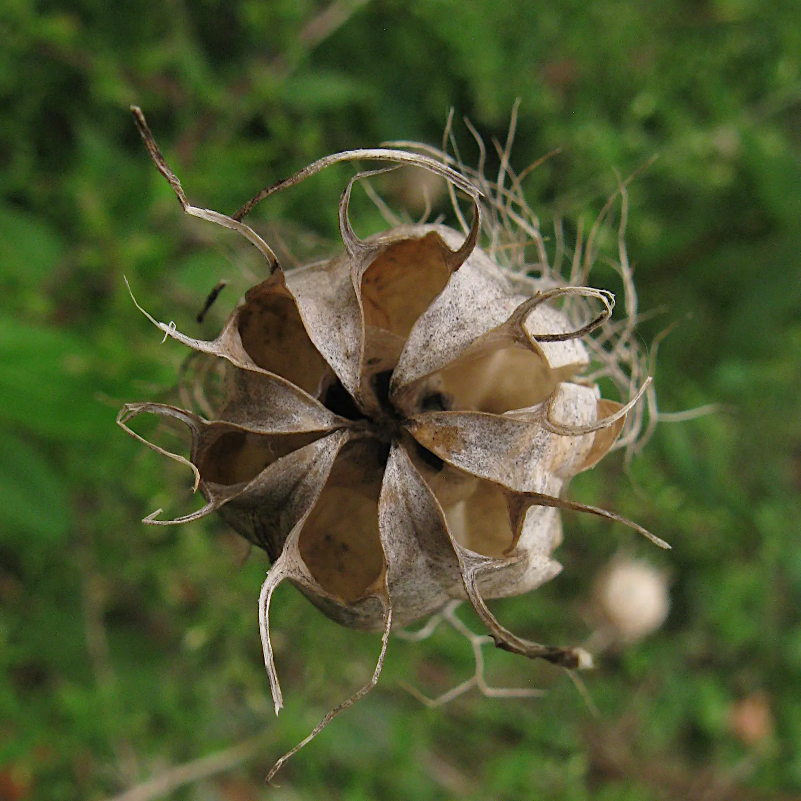 Bishop's Wort (Stachys Officinalis) — its compact clumping habit; commonly known as Bishop's Wort or Betony, image 191