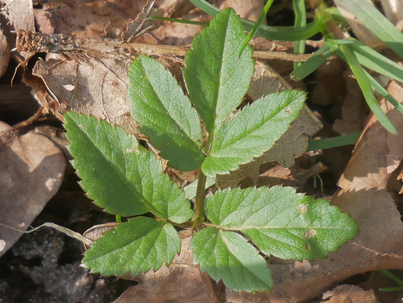 Bishop's Wort (Stachys Officinalis) — establishing itself with square stems indicative of the Lamiaceae family