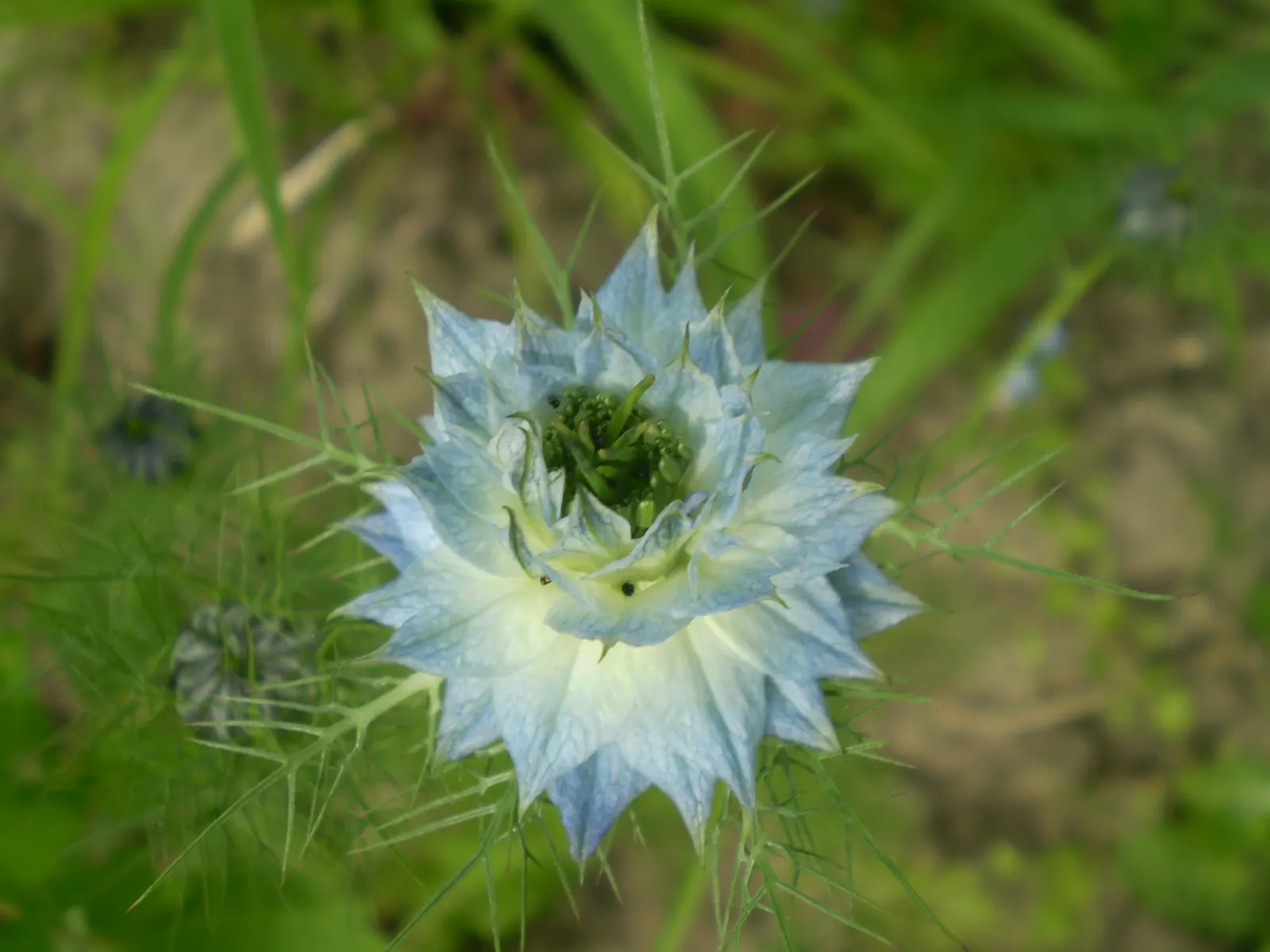 Bishop's Wort (Stachys Officinalis) — set against whorls of foliage; incorporating Bishop's Wort can add a sense of tradition and natural beauty, image 172