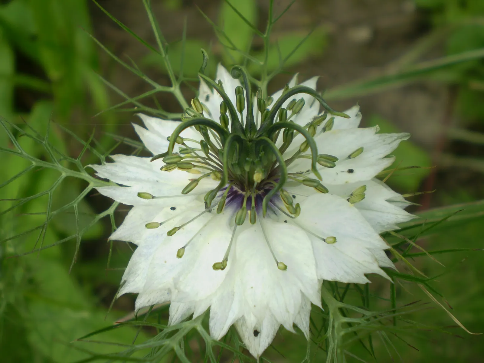 Bishop's Wort (Stachys Officinalis) — perennial for full or half; or as part of a cottage garden theme can create a scenic and harmonious outdoor, image 186