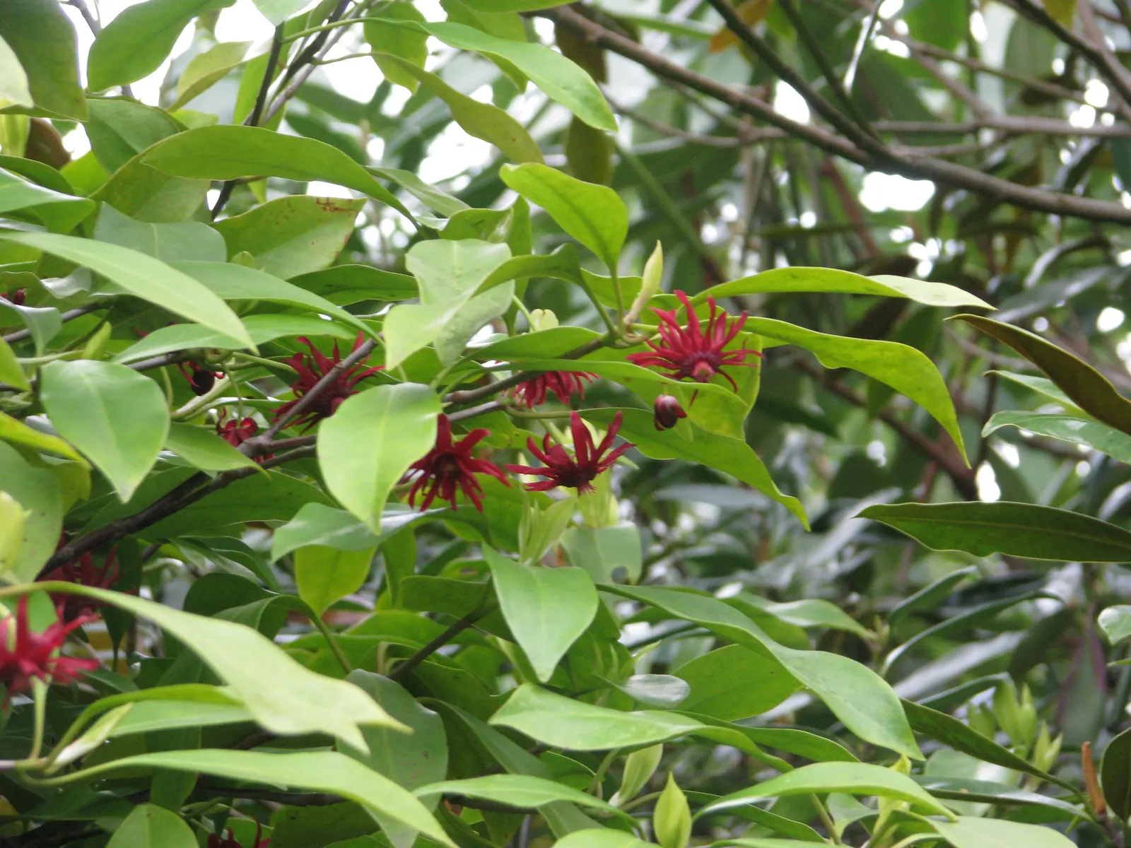 Florida Anise Tree (Illicium Floridanum) — so it should be placed with consideration to any potential contact with pets or children