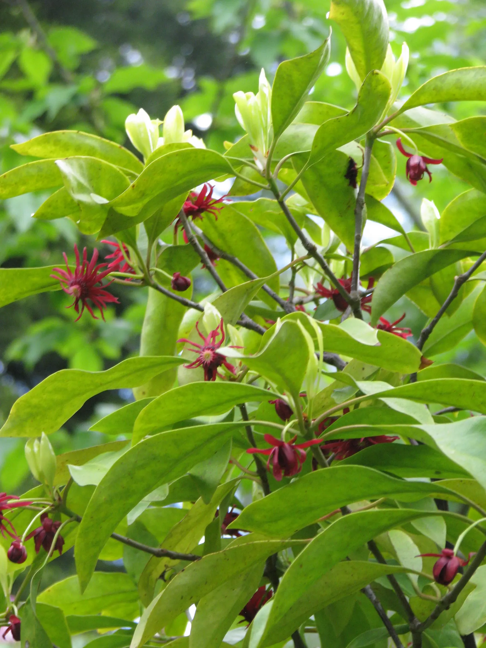Florida Anise Tree (Illicium Floridanum) — long-lasting addition to any landscape design