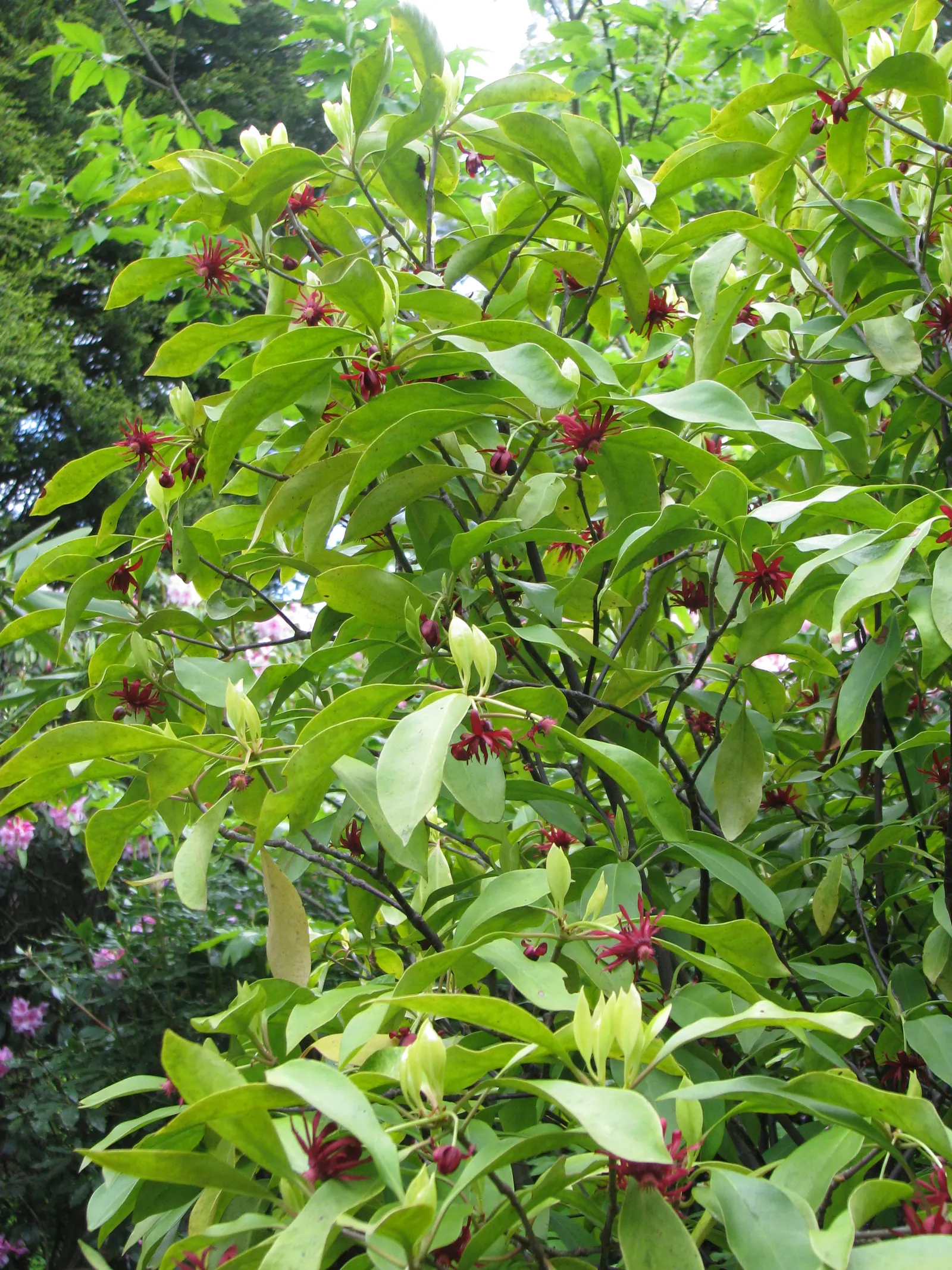Florida Anise Tree (Illicium Floridanum) — it provides year-round interest
