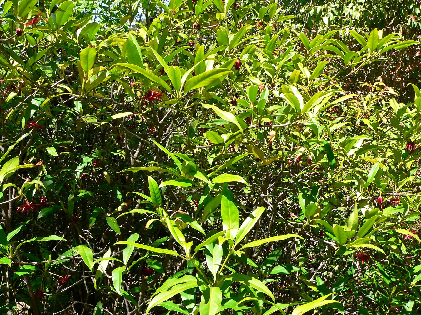 Florida Anise Tree (Illicium Floridanum) — shaded woodland areas in the southeastern United States