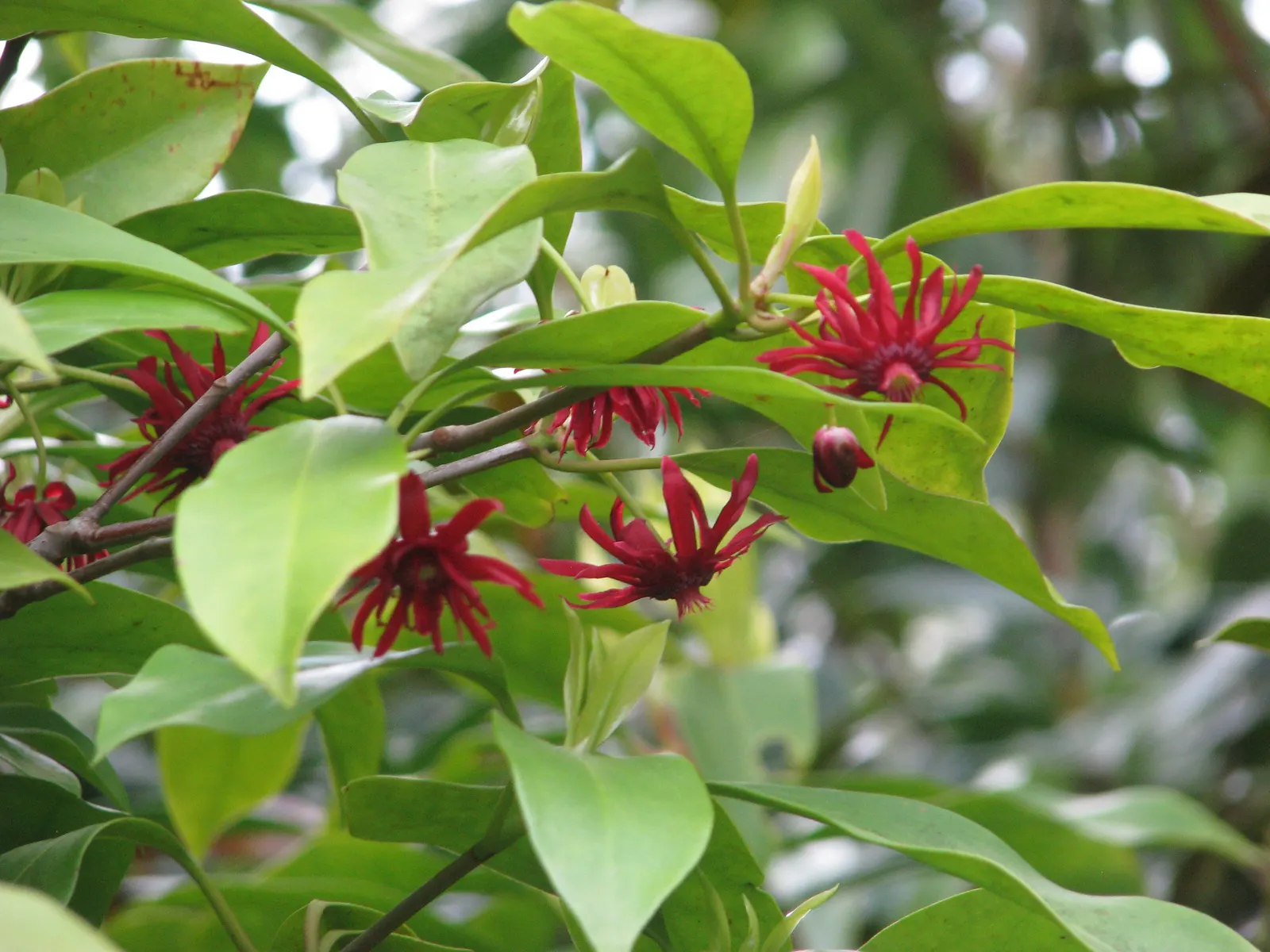 Florida Anise Tree (Illicium Floridanum) — Native to the southeastern US, it thrives in partial to full shade, in moist, well-drained soil