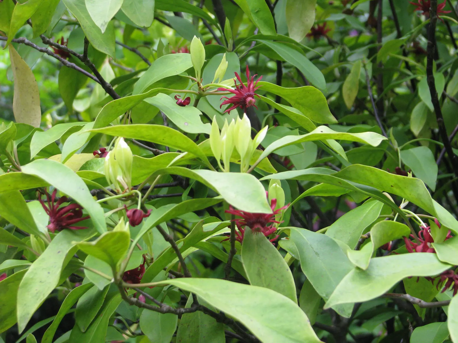 Florida Anise Tree (Illicium Floridanum) — broadleaf evergreen / shrub with red blooms