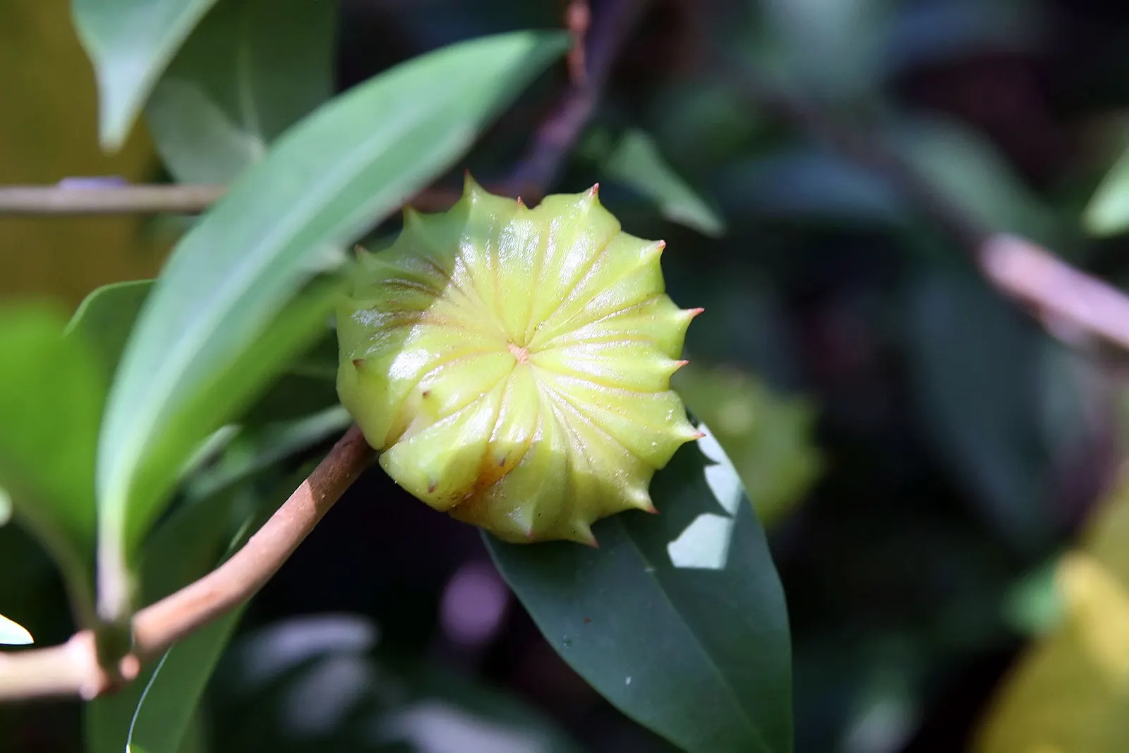 Florida Anise Tree (Illicium Floridanum) — red to maroon flowers in spring and aromatic