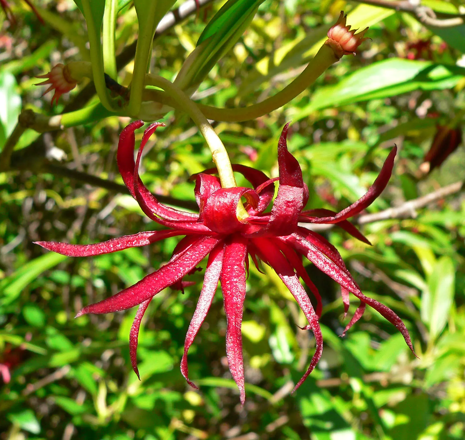 Florida Anise Tree (Illicium Floridanum) — which are a glossy deep green and emit a distinctive spicy scent when crushed