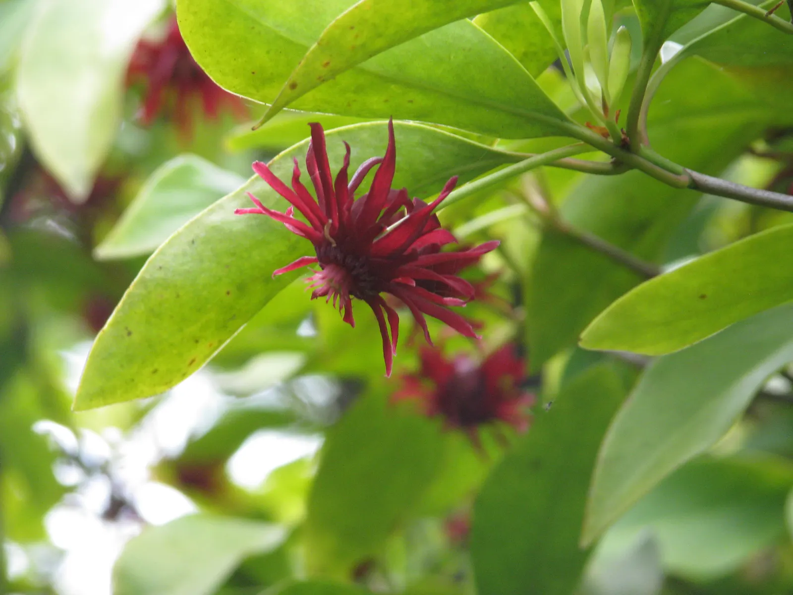 Florida Anise Tree (Illicium Floridanum) — The Florida Anise Tree (Illicium floridanum) is an attractive evergreen shrub