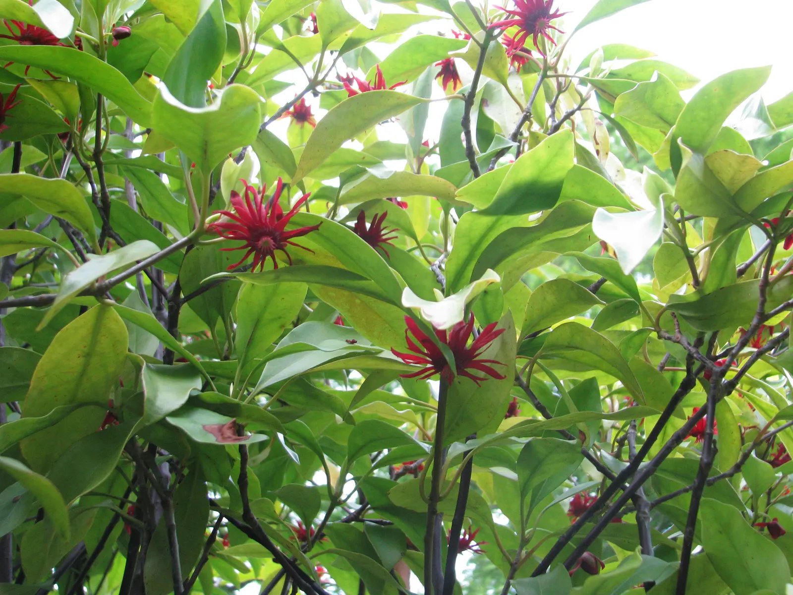 Florida Anise Tree (Illicium Floridanum) — Illicium floridanum, or Florida Anise Tree, is an evergreen shrub reaching 6-10 ft tall and 4-8 ft wide