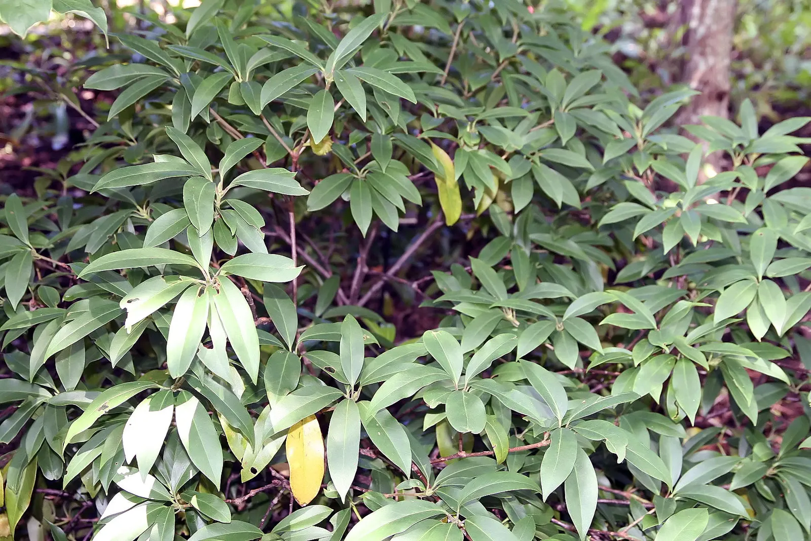Florida Anise Tree (Illicium Floridanum) — Best used in woodland gardens for underplantings or naturalized settings