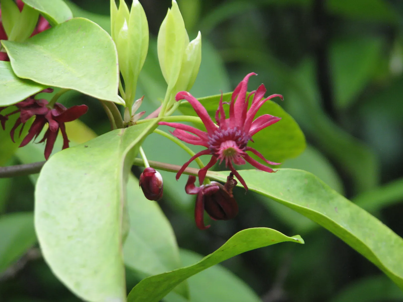 Florida Anise Tree (Illicium Floridanum) — It is highly valued in landscape design for its lush foliage and unique star-shaped flowers
