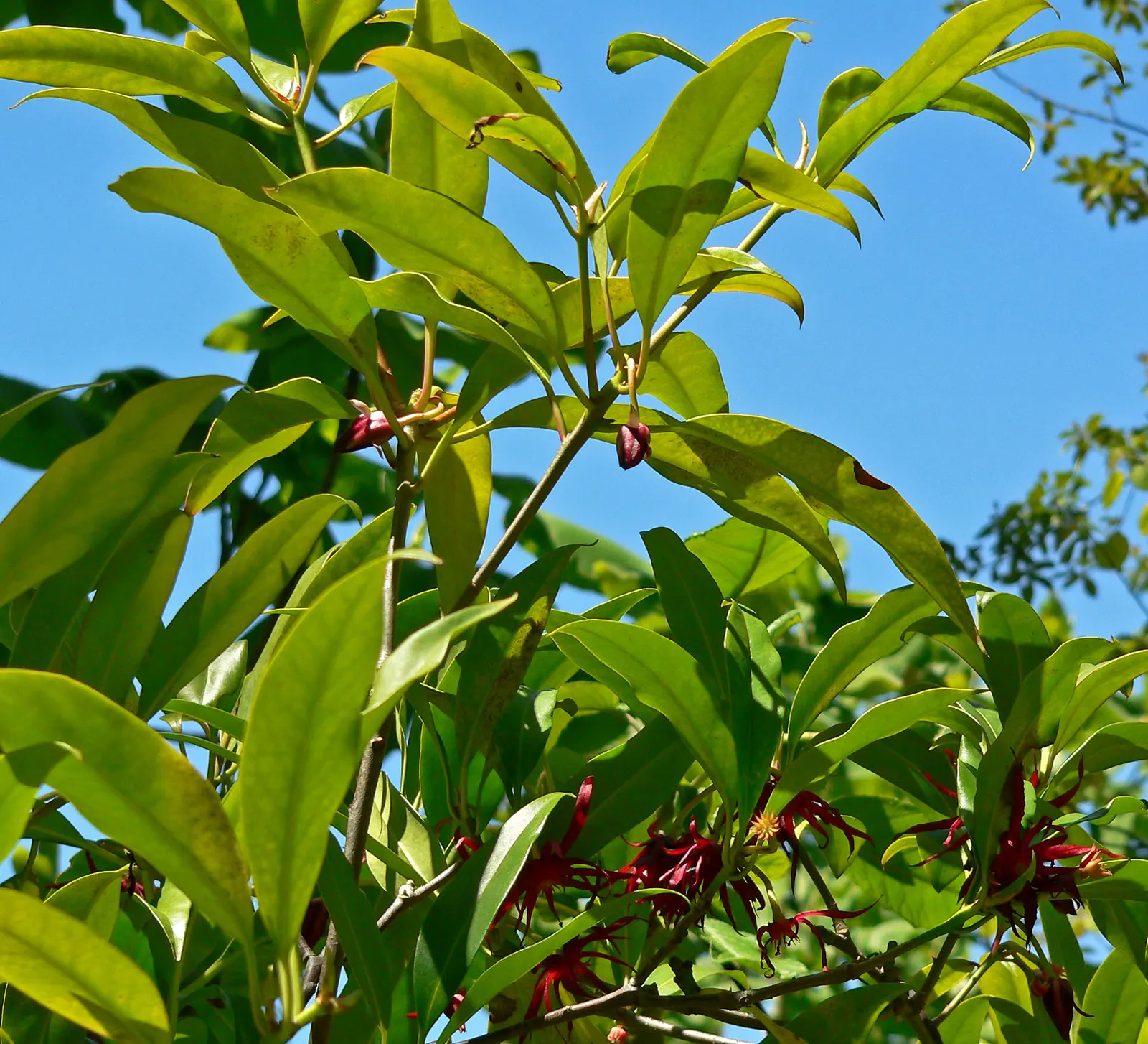 Florida Anise Tree (Illicium Floridanum) — the Florida Anise Tree presents as a rounded