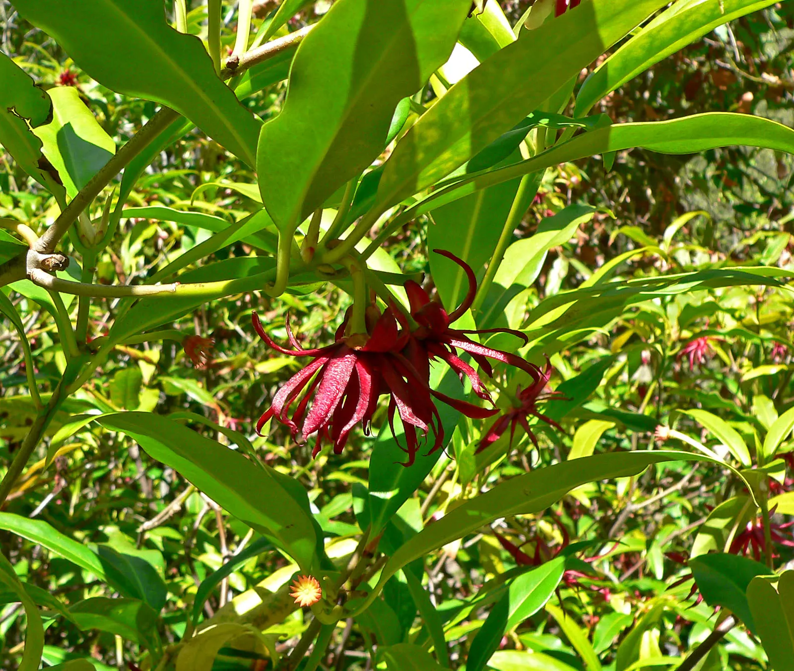 Florida Anise Tree (Illicium Floridanum) — the tree blooms with 1 to 2-inch reddish-purple flowers