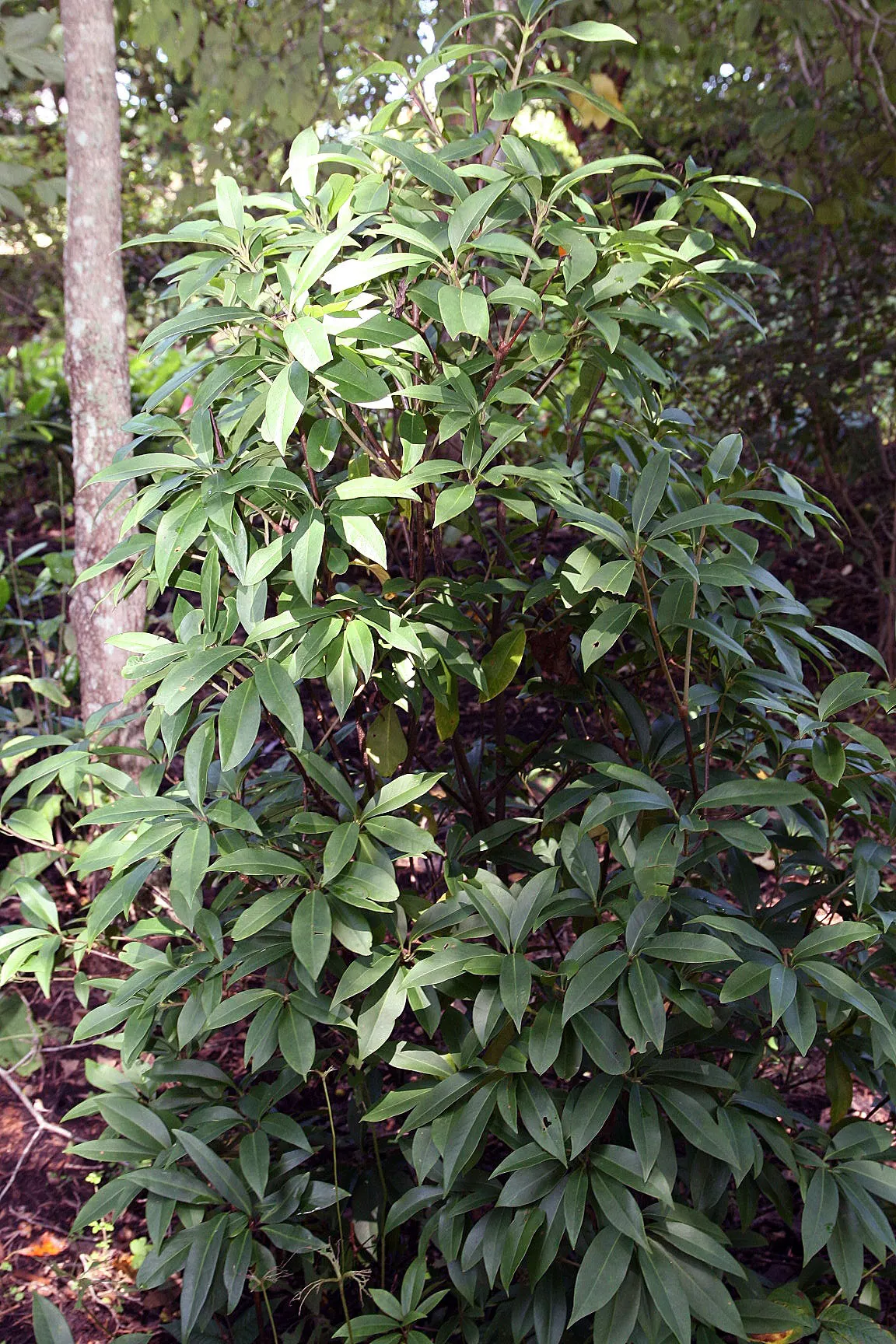 Florida Anise Tree (Illicium Floridanum) — Come spring and intermittently through the summer