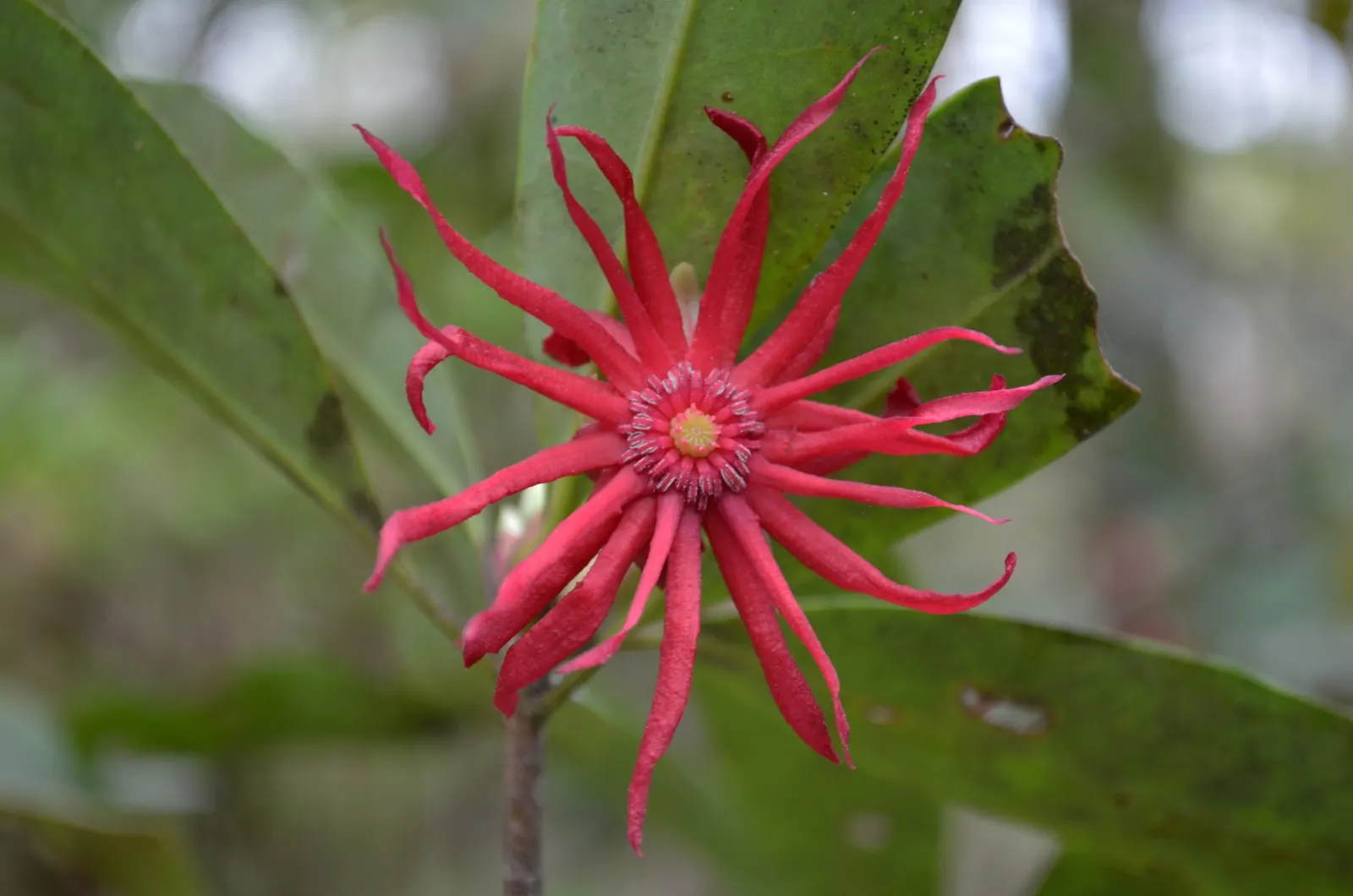 Florida Anise Tree (Illicium Floridanum) — preferring partial to full shade
