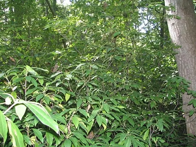 Florida Anise Tree (Illicium Floridanum) — rendering it an excellent