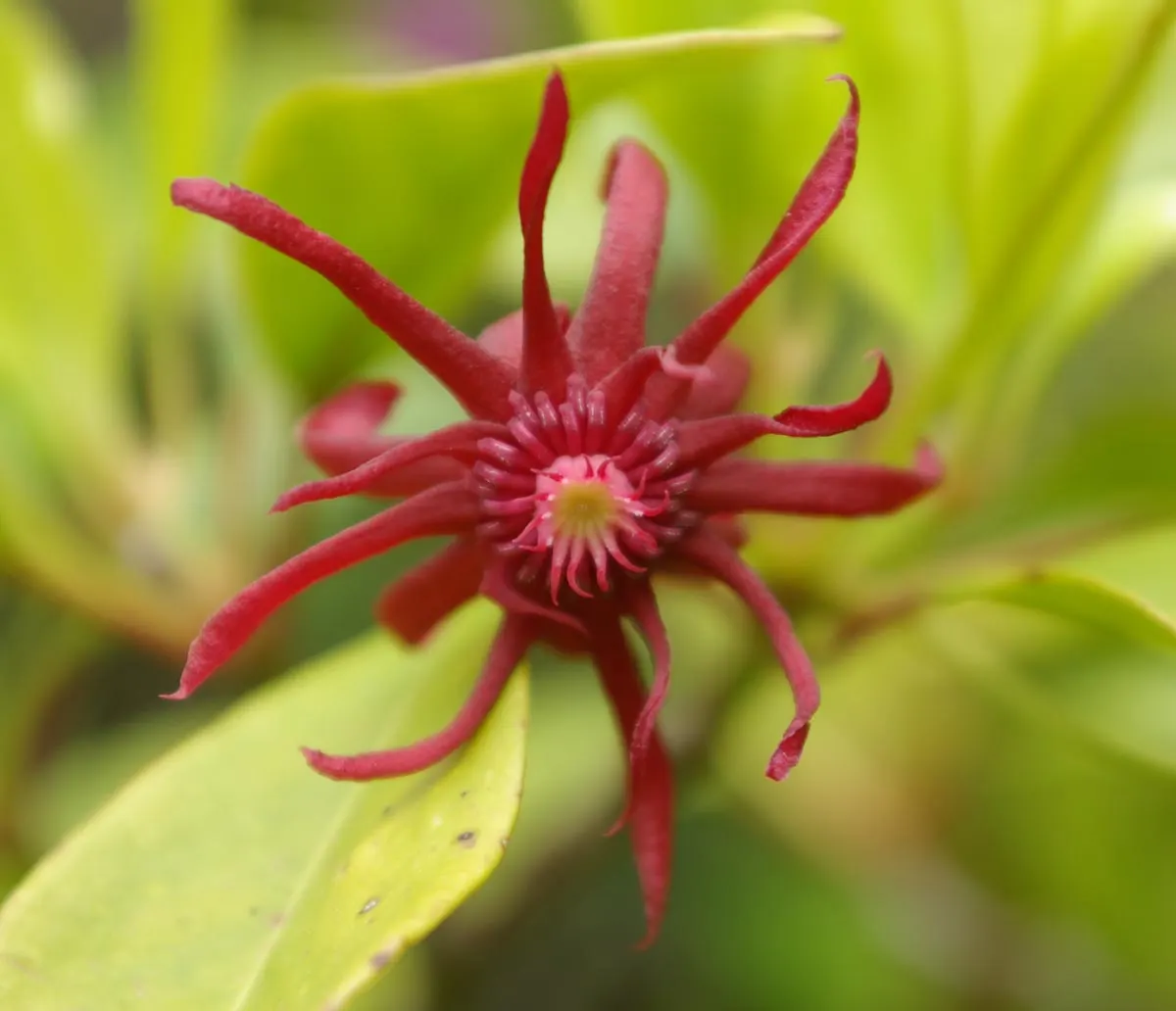 Florida Anise Tree (Illicium Floridanum) — red flowers in the garden