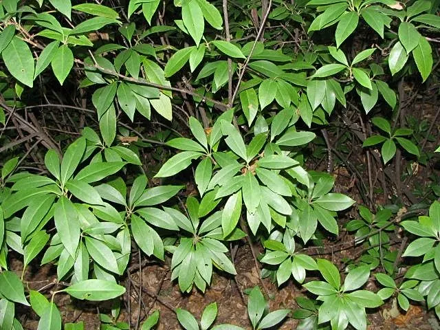 Florida Anise Tree (Illicium Floridanum) — It requires moist, well-drained acidic soil to flourish properly