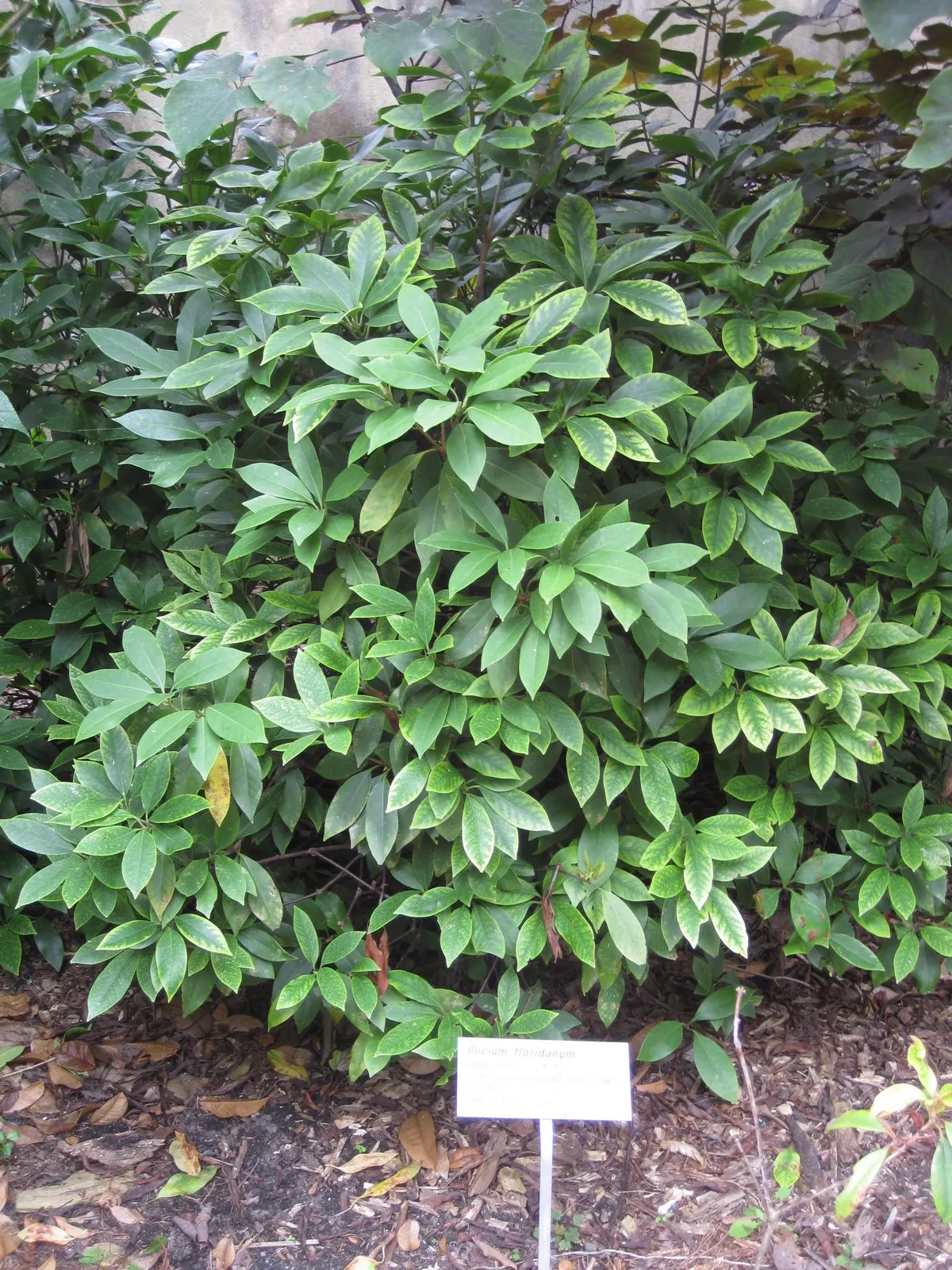 Florida Anise Tree (Illicium Floridanum) — the Florida Anise Tree can be pruned to maintain a desired shape and is largely pest and disease-resistant