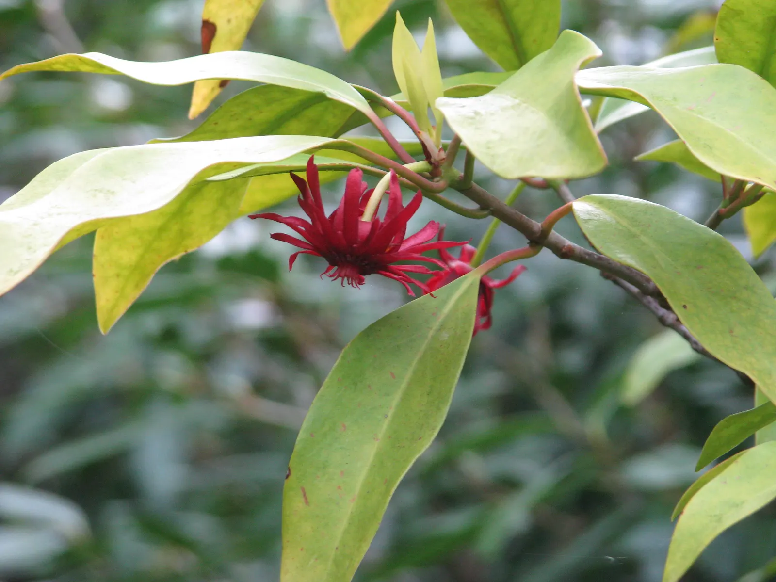Florida Anise Tree (Illicium Floridanum) — Once established, the tree is moderately drought tolerant and requires minimal maintenance