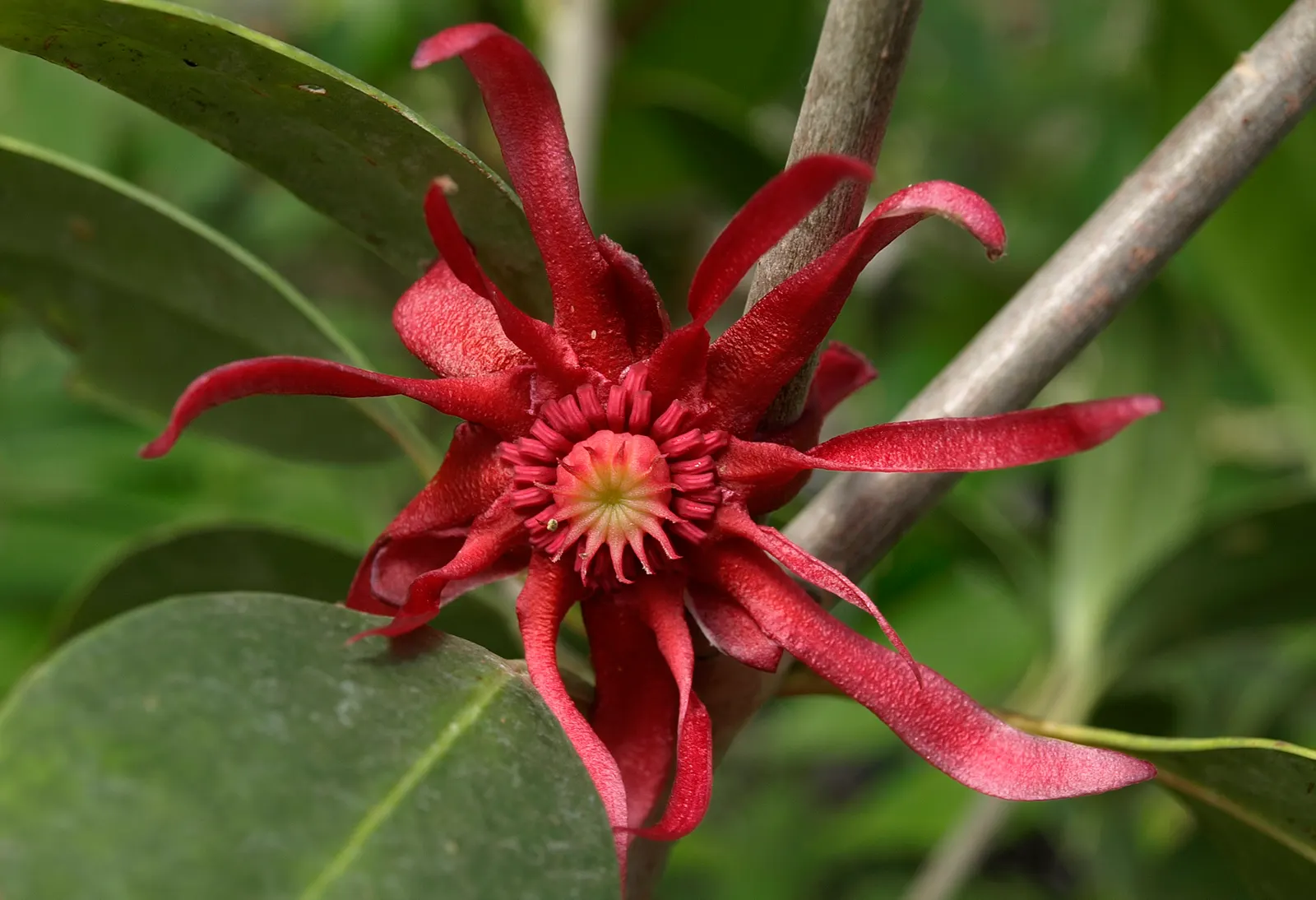 Florida Anise Tree (Illicium Floridanum) — Typically ranging in height from 6 to 10 feet