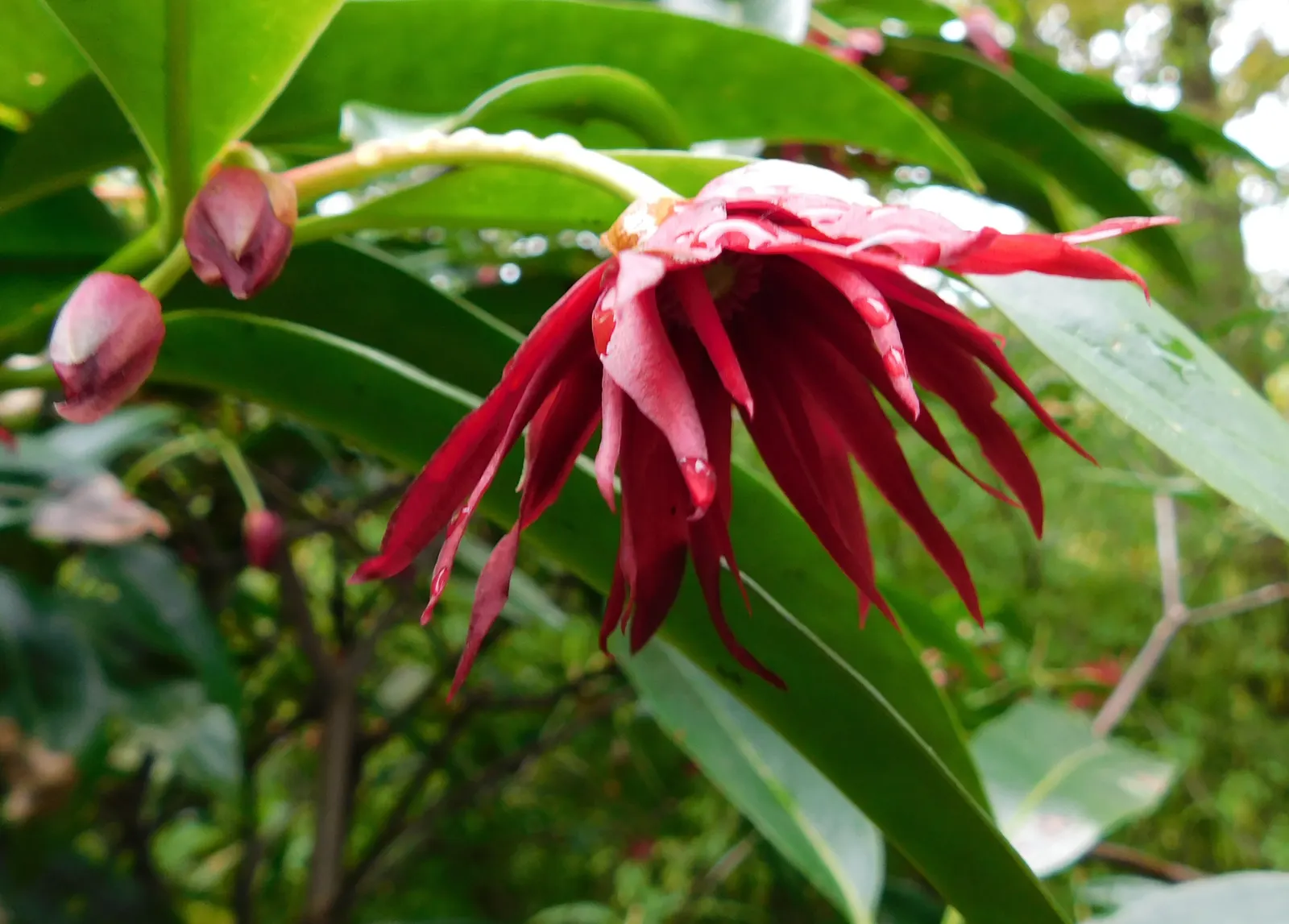 Florida Anise Tree (Illicium Floridanum) — It should be noted that all parts of the plant are toxic if ingested
