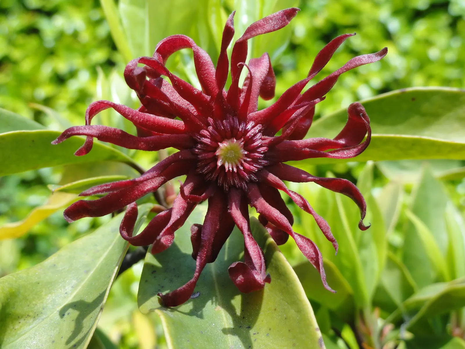 Florida Anise Tree (Illicium Floridanum) — Illicium floridanum, or Florida Anise Tree, is an evergreen shrub reaching 6-10 ft tall and 4-8 ft wide; it provides