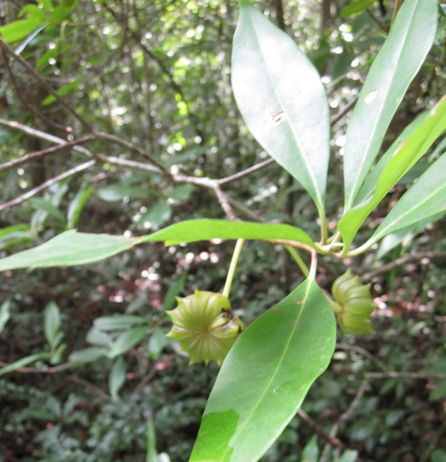 Florida Anise Tree (Illicium Floridanum) — broadleaf evergreen / shrub for full or half