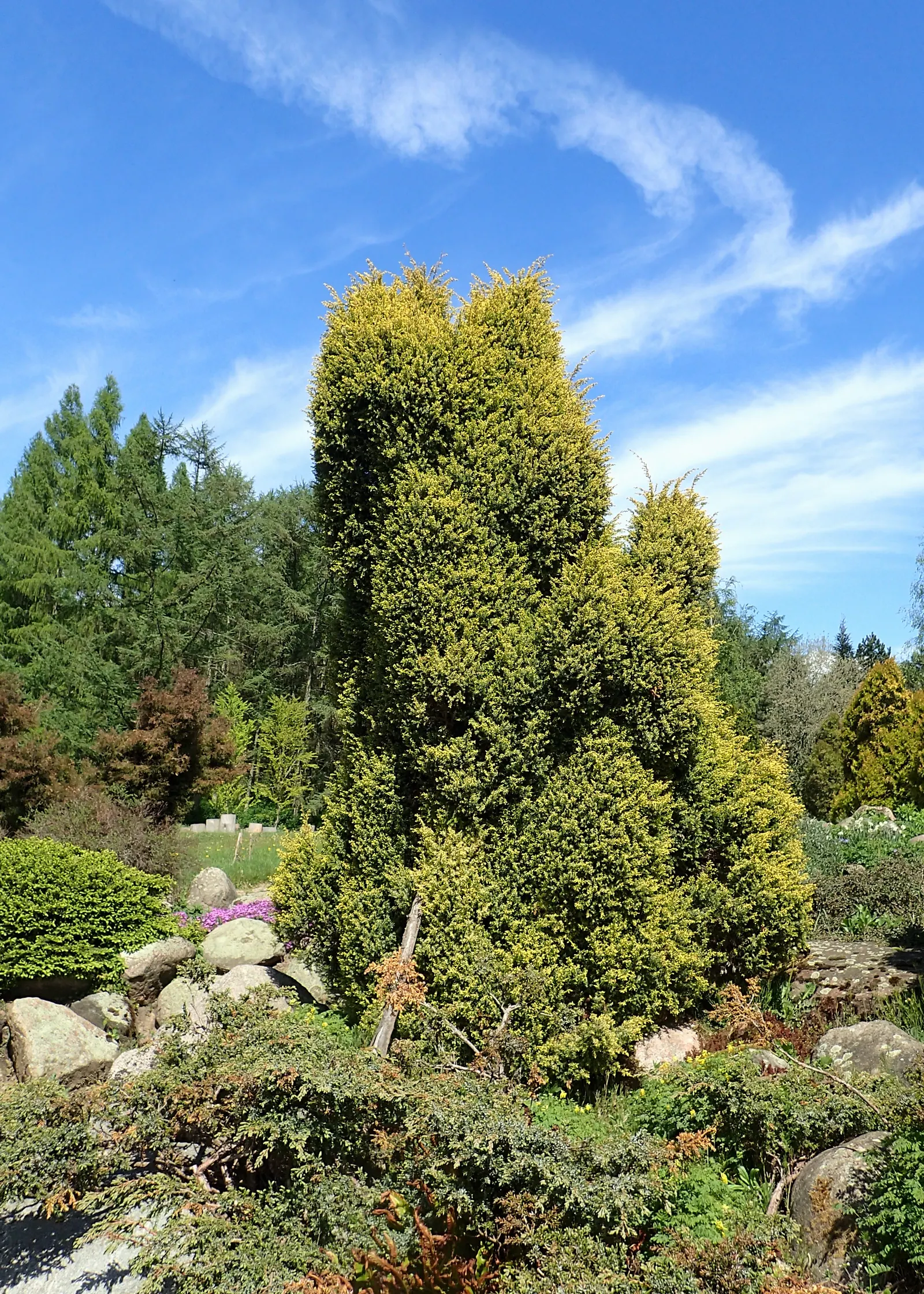 Common Columnar Juniper (Juniperus Communis 'Gold Cone') — The Juniperus communis 'Gold Cone' is a vibrant, narrow upright conifer with dense, golden-yellow