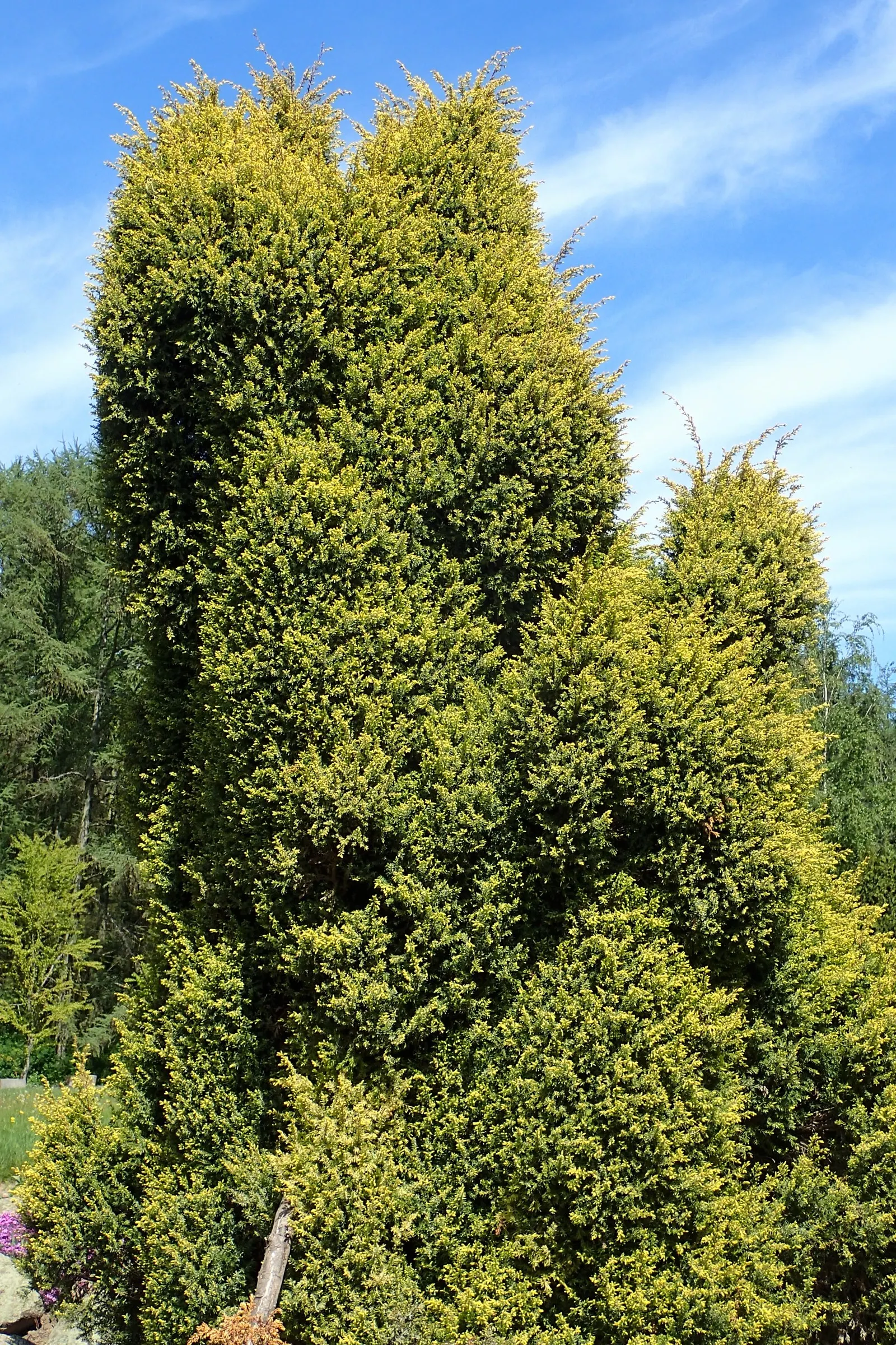 Common Columnar Juniper (Juniperus Communis 'Gold Cone') — Mature height reaches up to 5-6 feet with a spread of 1-2 feet