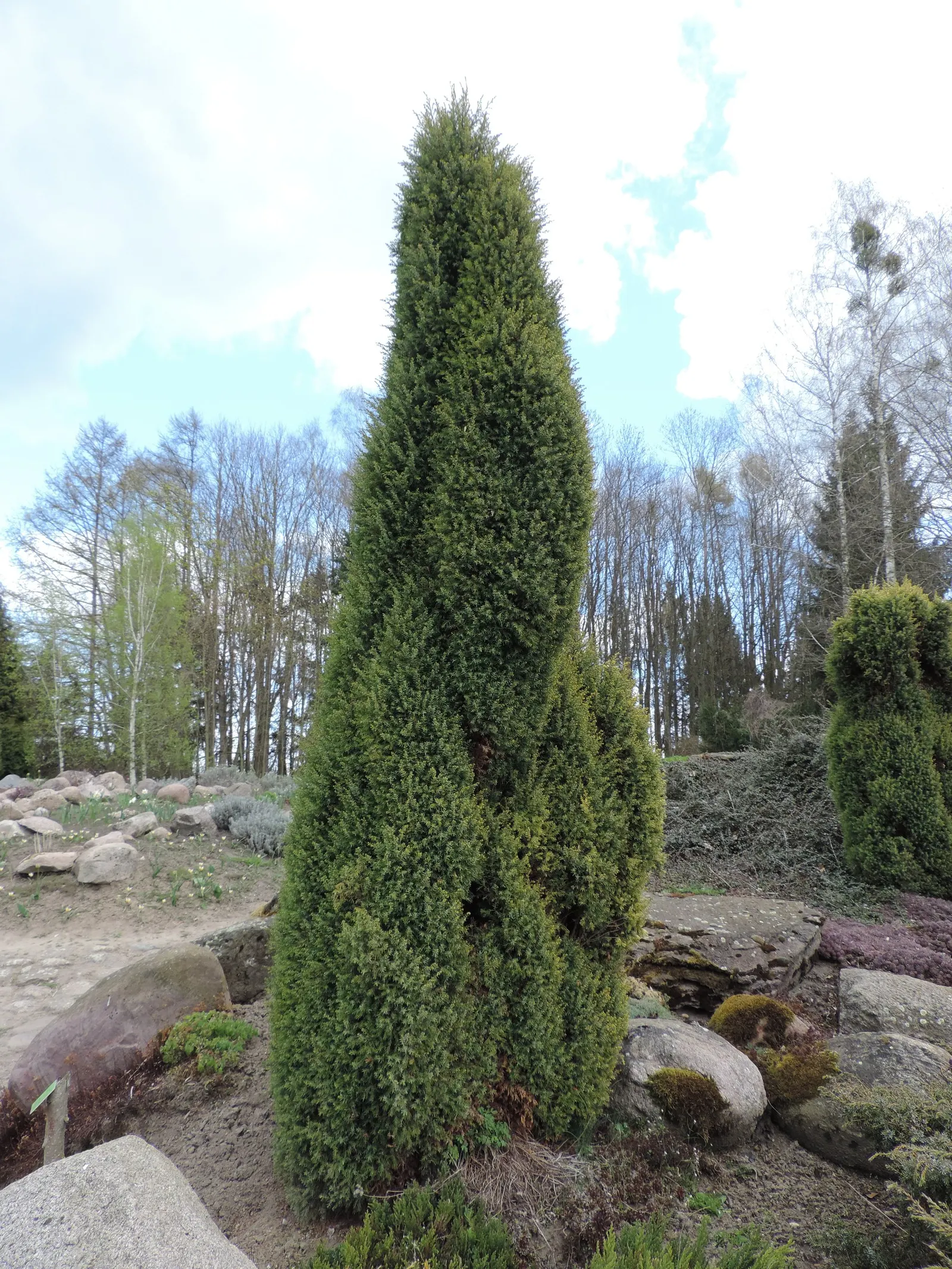 Common Columnar Juniper (Juniperus Communis 'Gold Cone') — popularly known as the Common Columnar Juniper