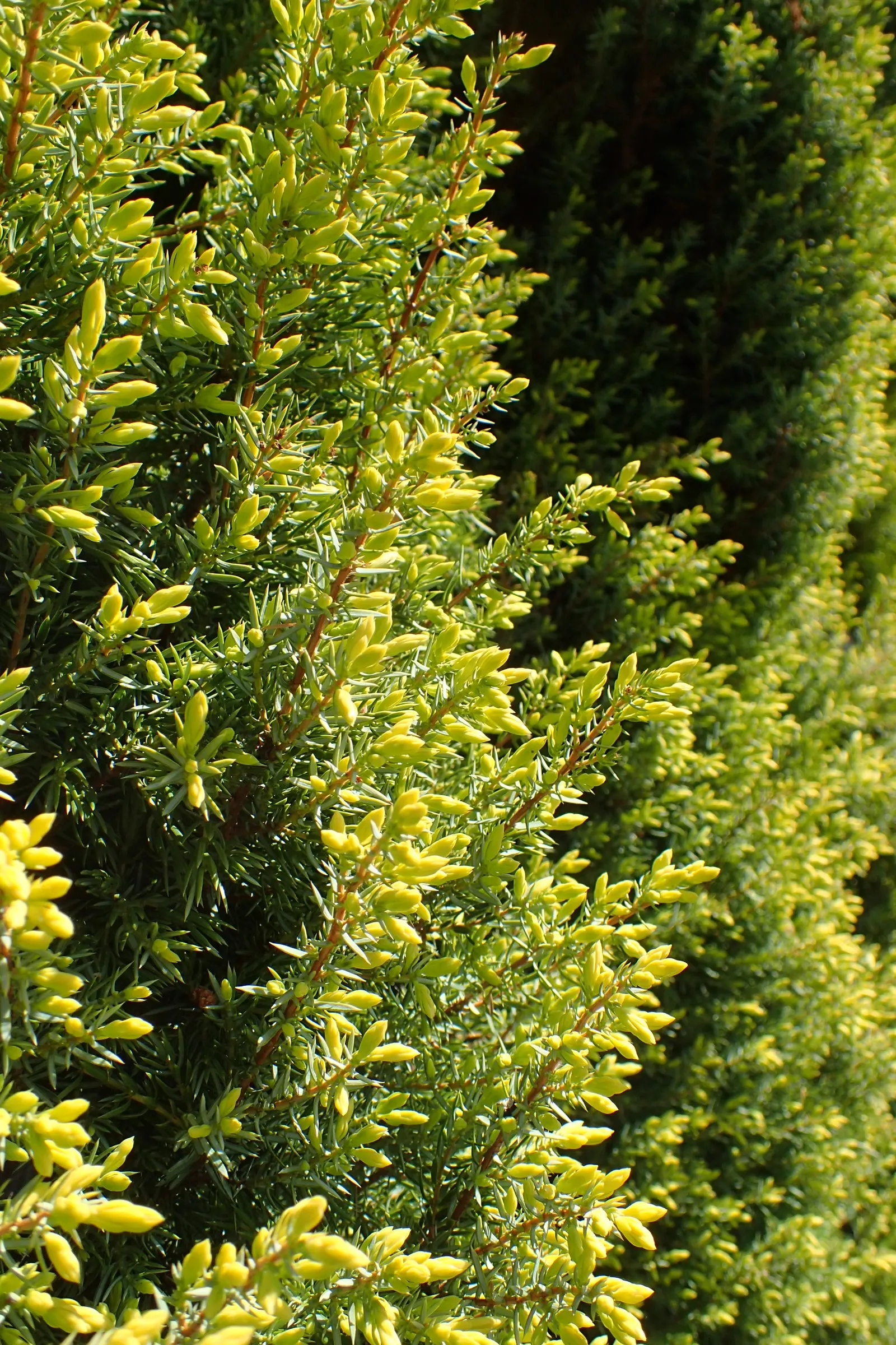 Common Columnar Juniper (Juniperus Communis 'Gold Cone') — is a striking narrow columnar cultivar of the Juniper species