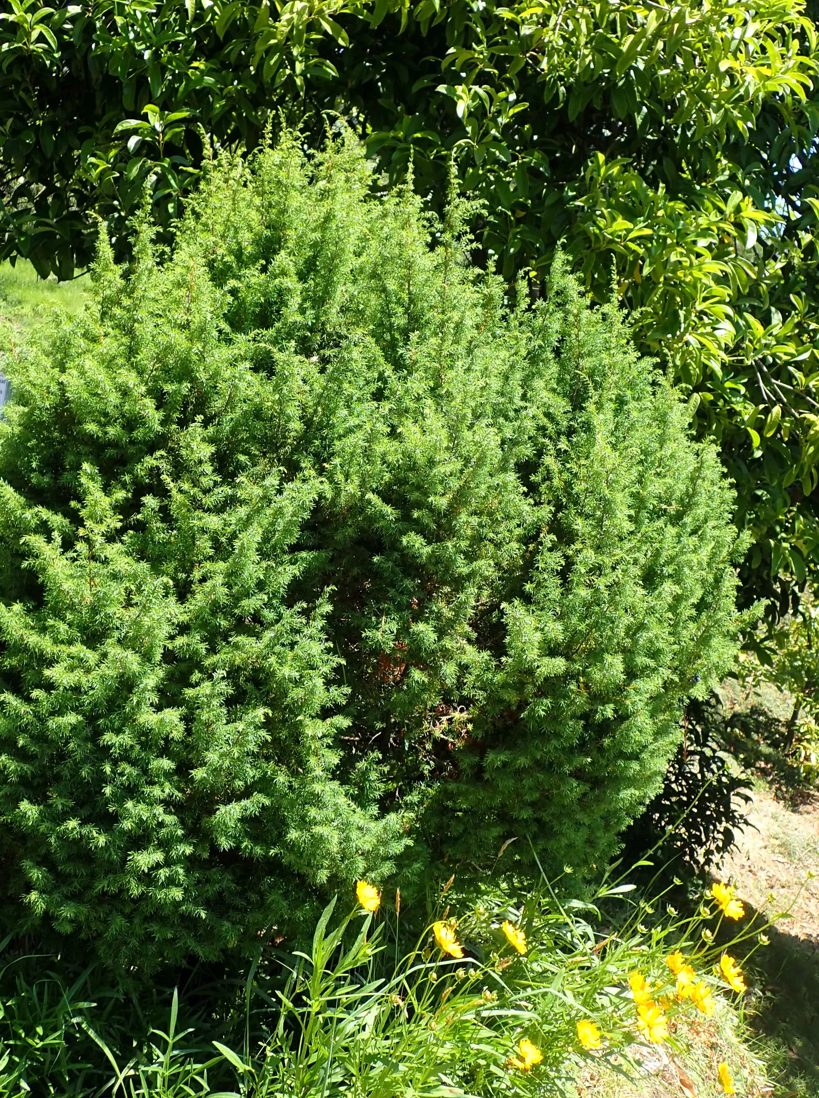 Common Columnar Juniper (Juniperus Communis 'Gold Cone') — Tolerant of a variety of soils, it prefers full sun for best color