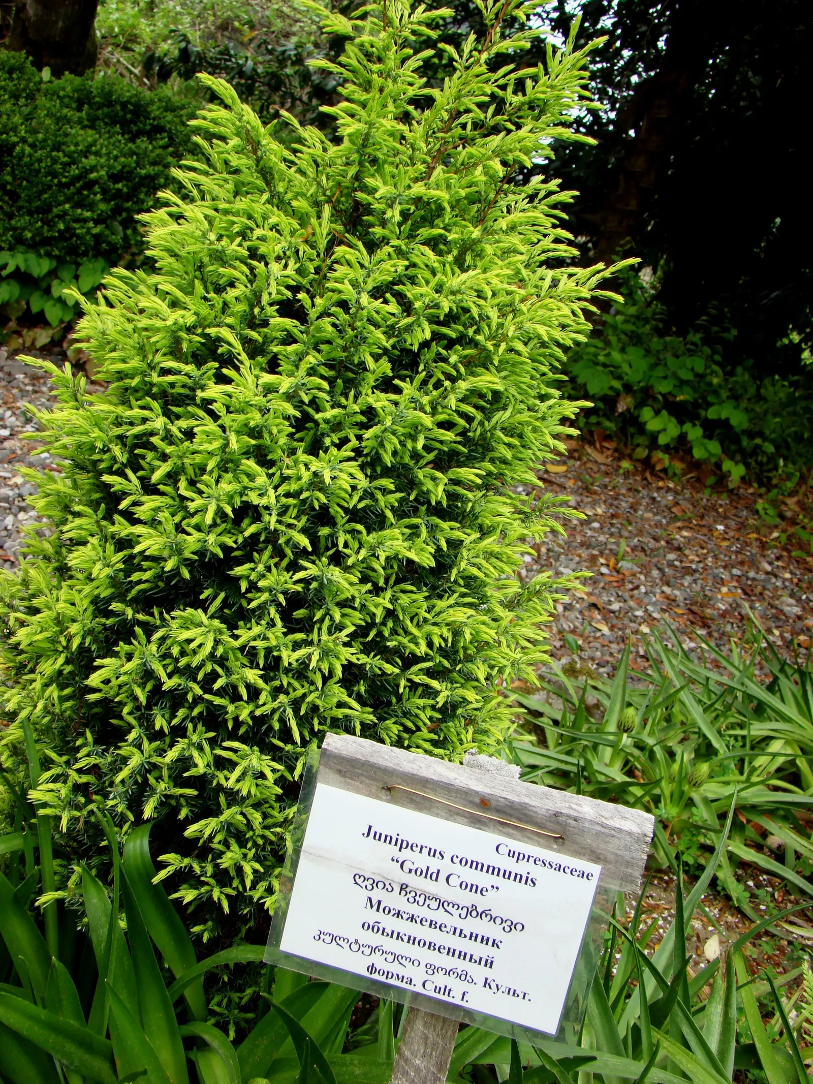 Common Columnar Juniper (Juniperus Communis 'Gold Cone') — This evergreen conifer is a distinctive addition to the landscape