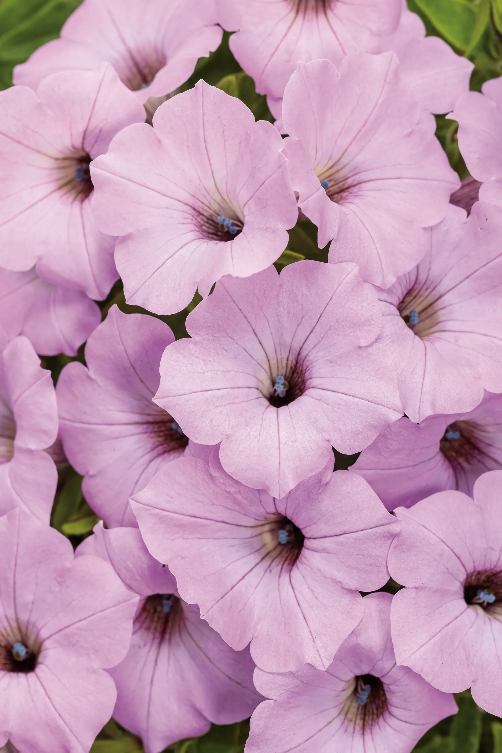 Cool Jazz® Petunia — Hardy in USDA Zones 10a-11b