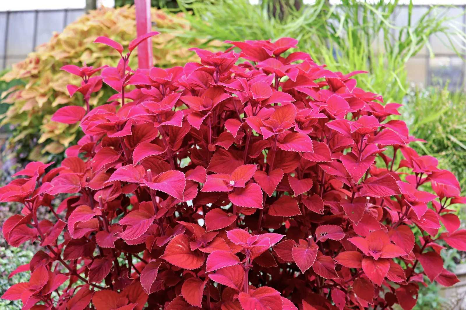 Sedona Sunset® Coleus (Coleus scutellarioides) — It is hardy in USDA Zones 10a through 11b; and entry gardens where its sunset tones bring warmth, image 73