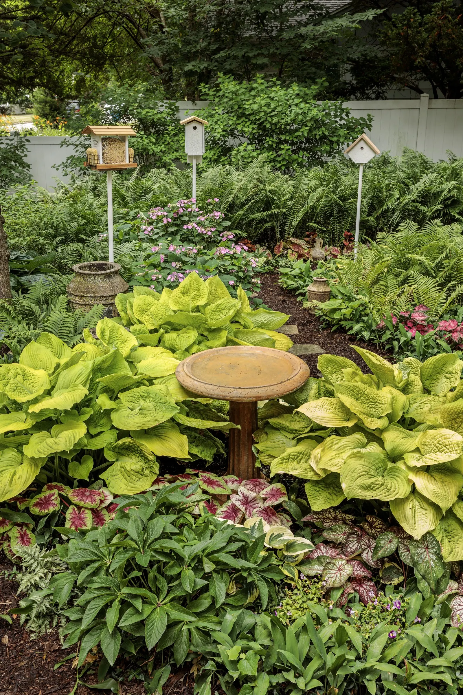 Sedona Sunset® Coleus (Coleus scutellarioides) — prized for its warm copper-orange leaves and strong; yet soft enough to blend beautifully with, image 66