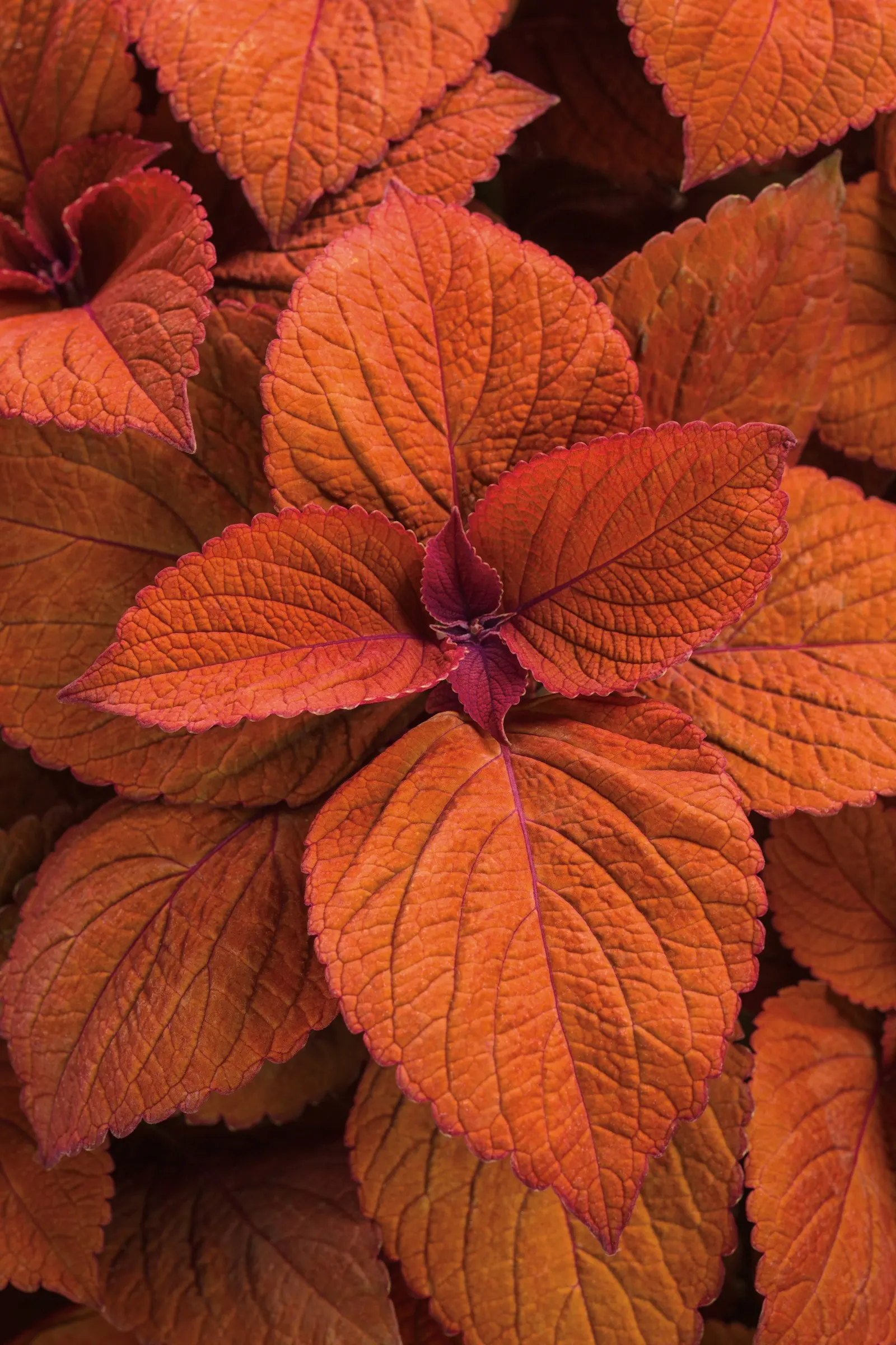 Sedona Sunset® Coleus (Coleus scutellarioides) — giving it the stature of a true seasonal shrub in summer plantings; regular moisture keeps the, image 72