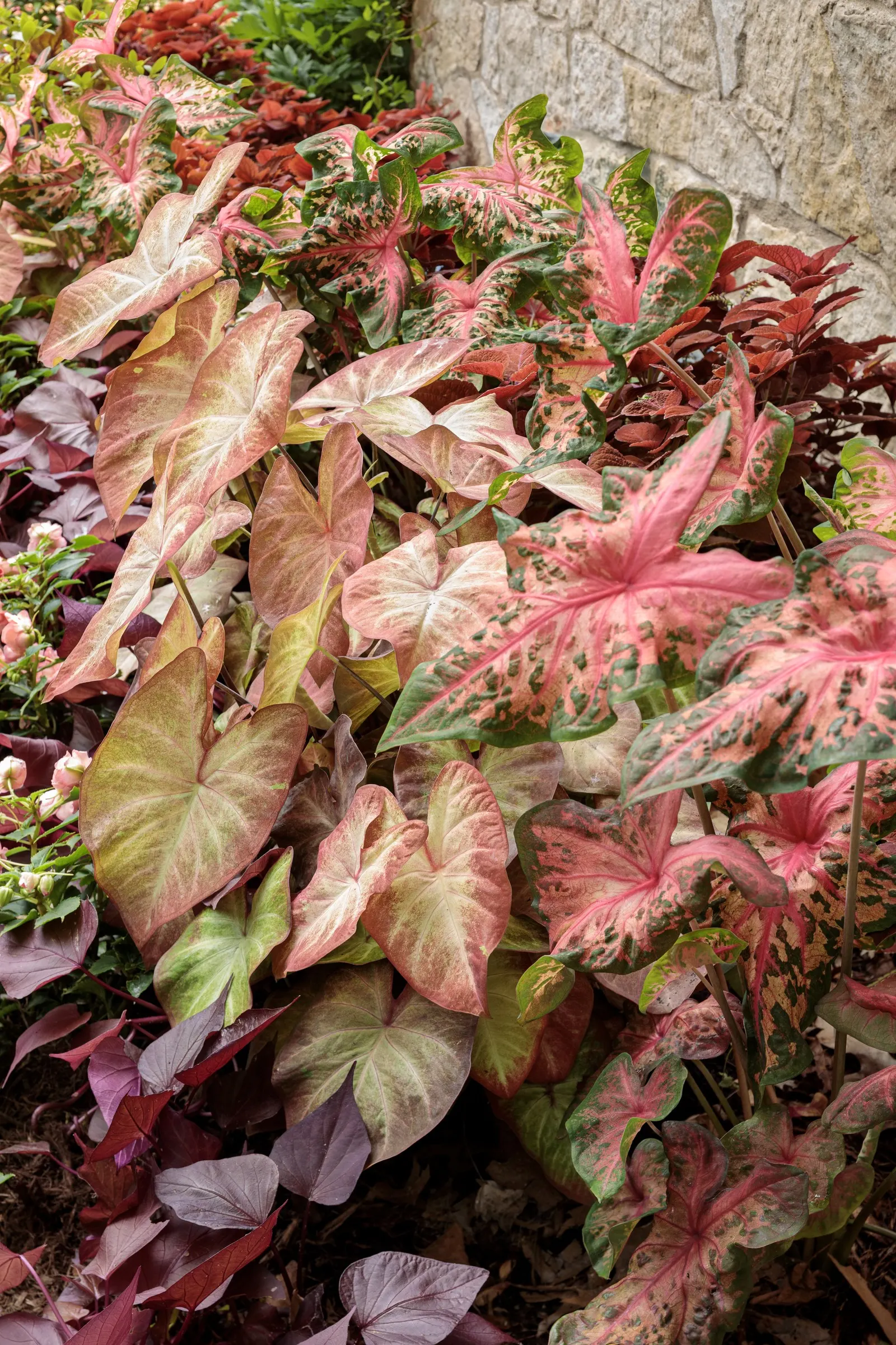 Mahogany™ Ornamental Sweet Potato Vine (Ipomoea batatas) — is a foliage-forward annual from the Proven Winners® collection