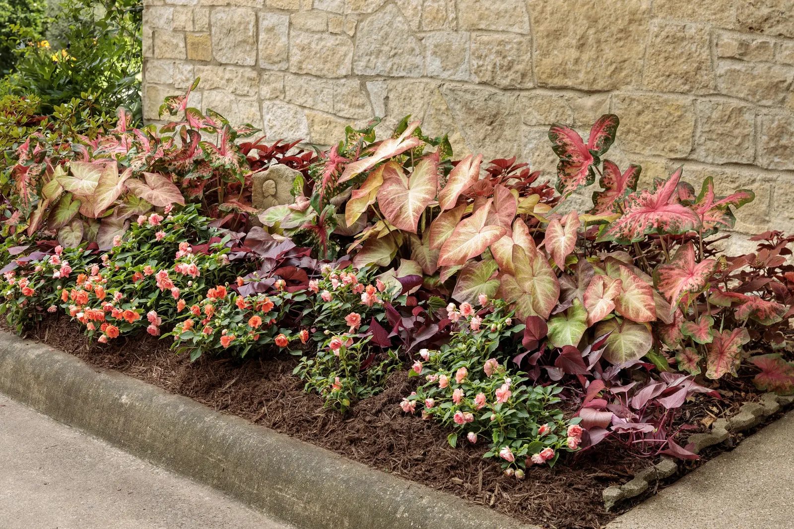 Mahogany™ Ornamental Sweet Potato Vine (Ipomoea batatas) — prized for its saturated mahogany-red coloring and graceful