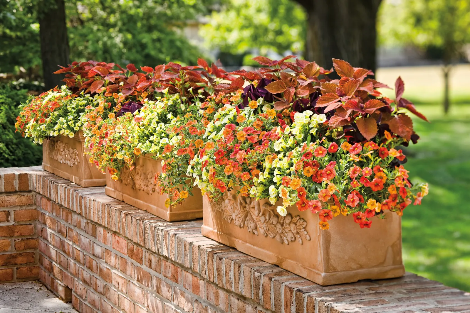 Coral Sun™ Calibrachoa — Coral Sun™ grows 6-12 inches tall and spreads 12-24 inches, ideal as a spiller in containers