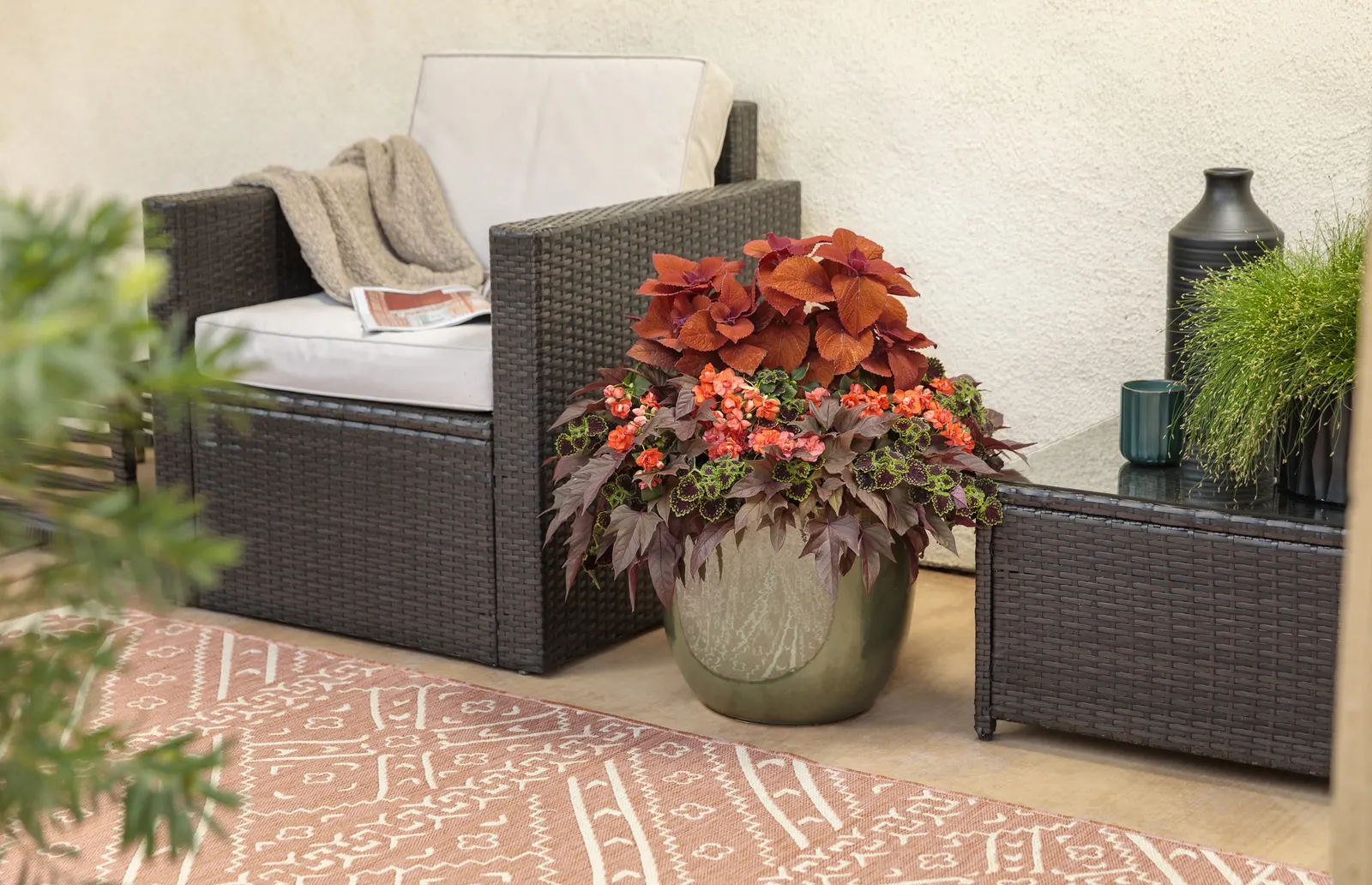 Red Hawk™ II Ornamental Sweet Potato Vine (Ipomoea) — Rather than relying on flowers; and patio planters with a polished yet exuberant look
