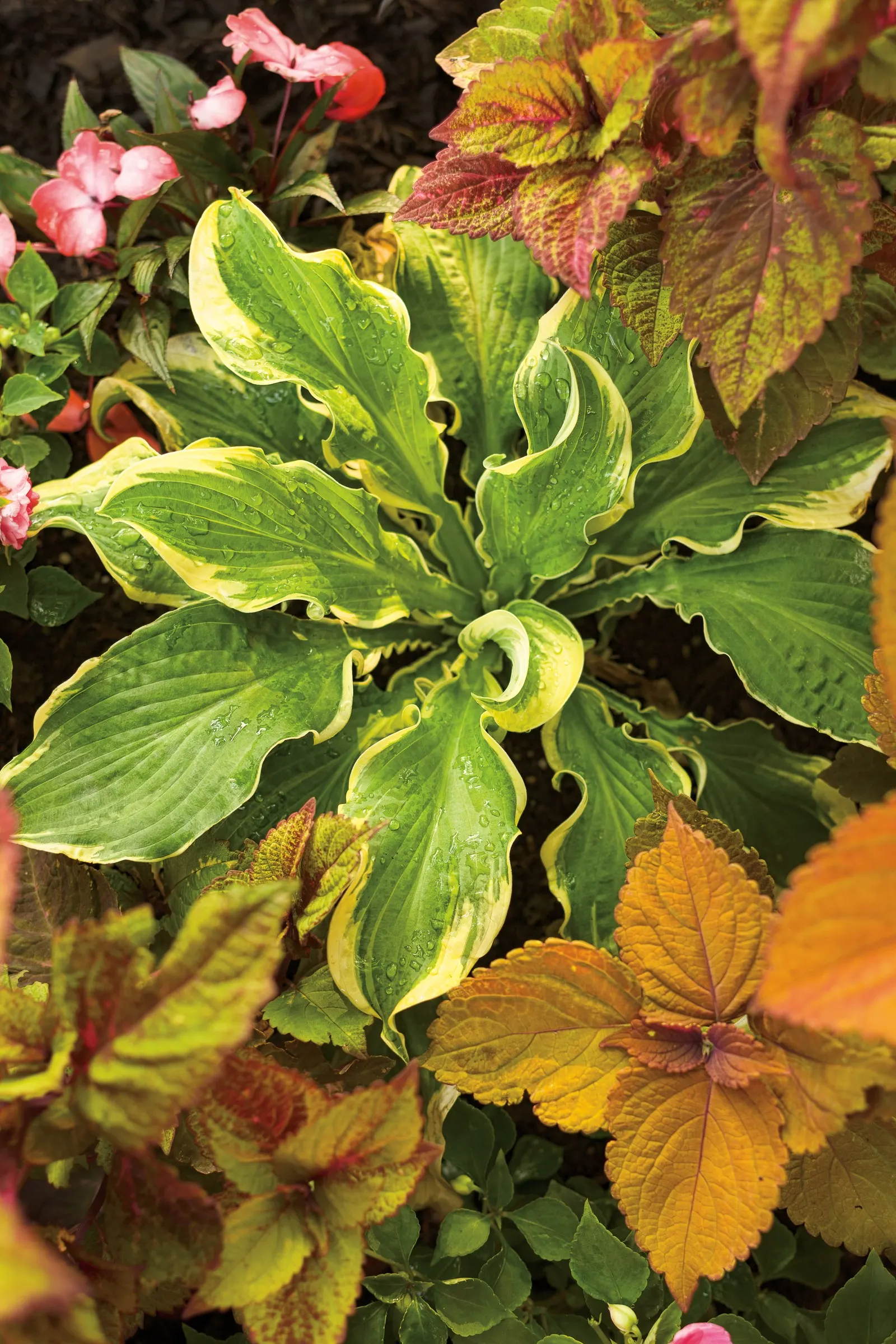 'Seducer' Hosta (Hosta hybrid) — Summer heat draws out the unique coloration