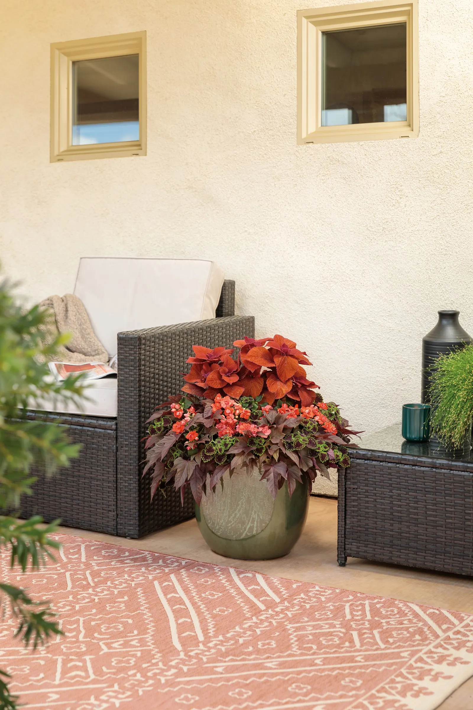 Sedona Sunset® Coleus (Coleus scutellarioides) — but in most regions it is enjoyed as a high-impact annual until frost