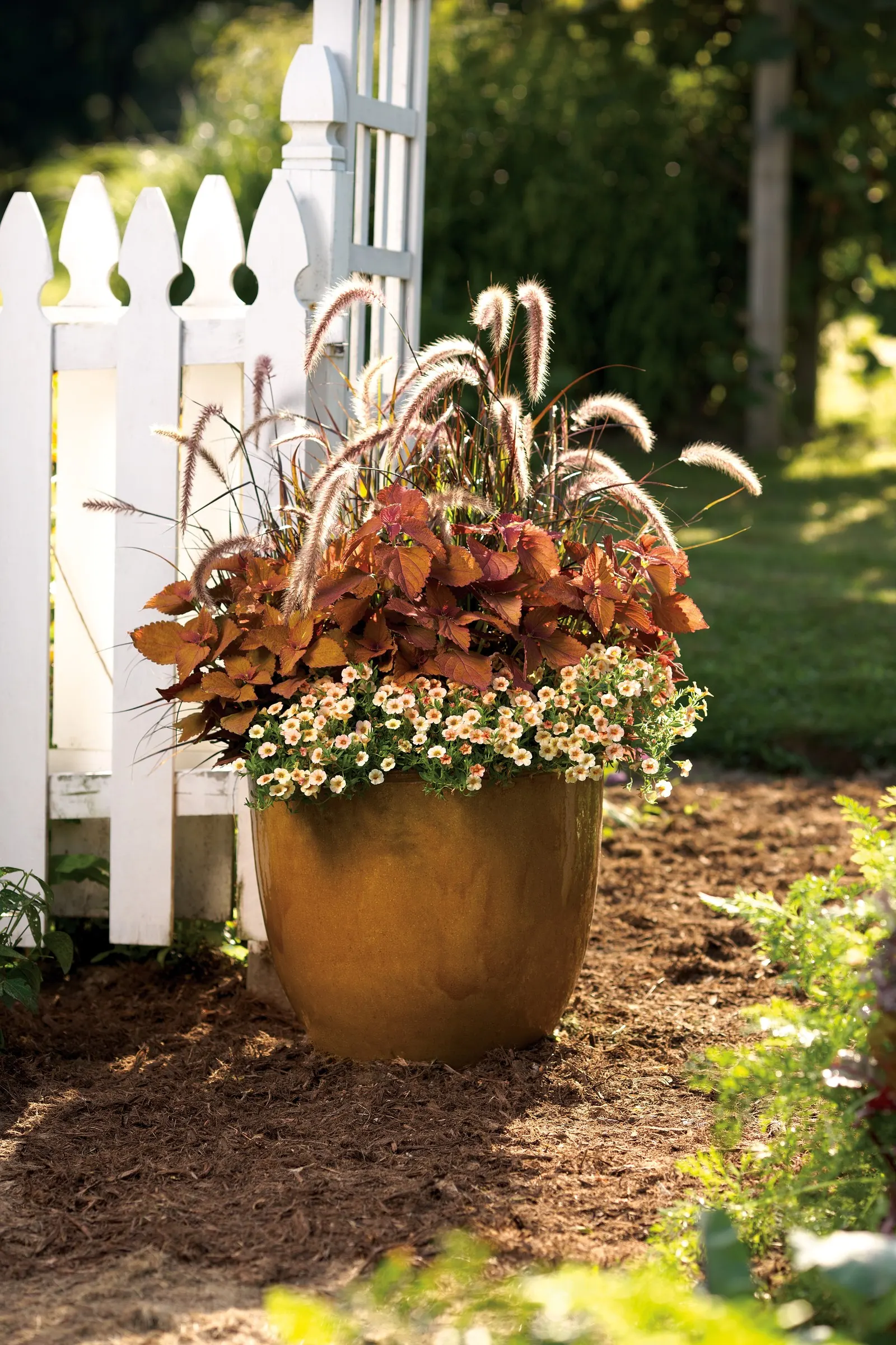 Fireworks Variegated Red Fountain Grass (Pennisetum setaceum) — the plants should be treated as annuals as part of proper fountain grass care, image 25